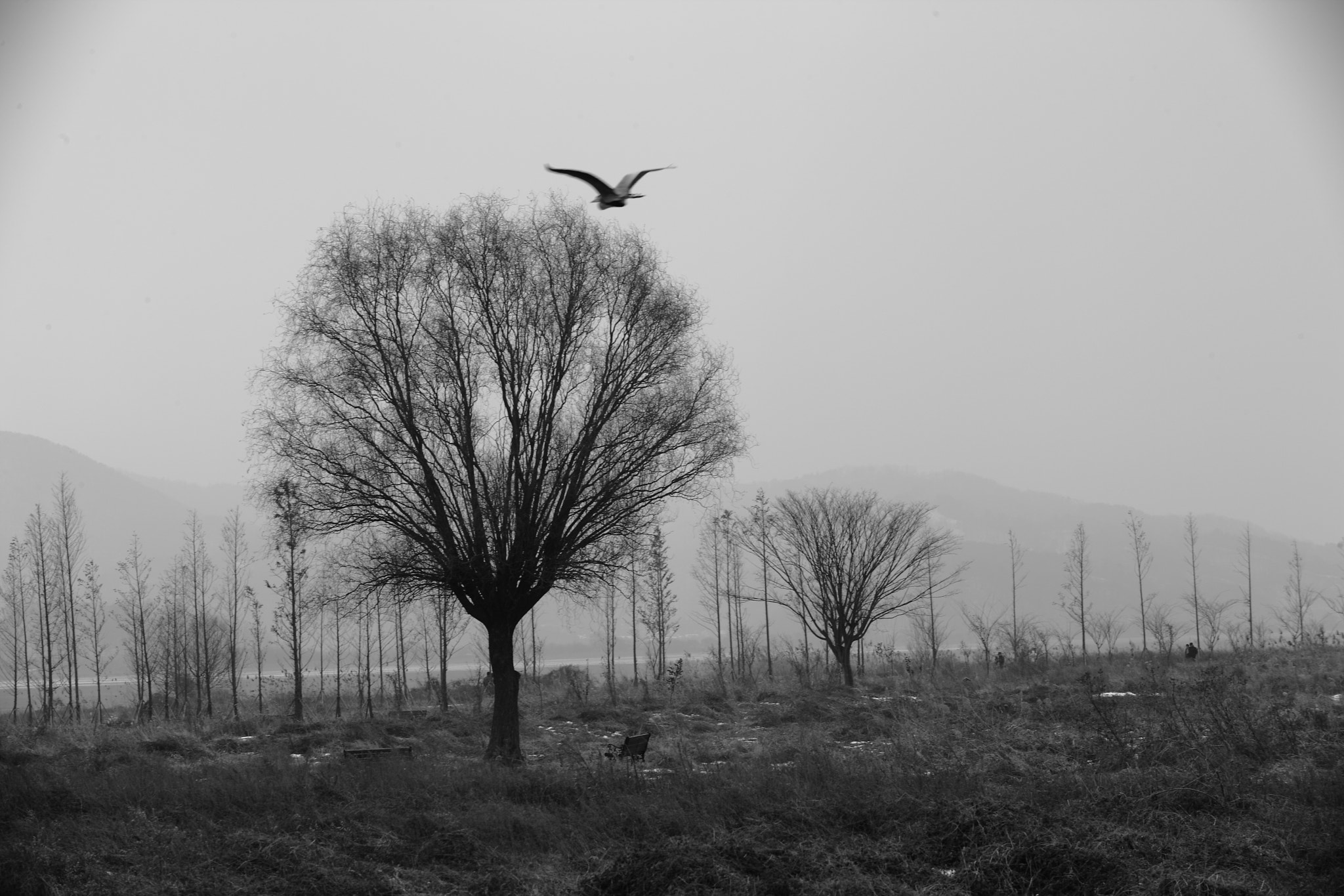 Canon EF 80-200mm f/2.8L sample photo. Trees and bird photography