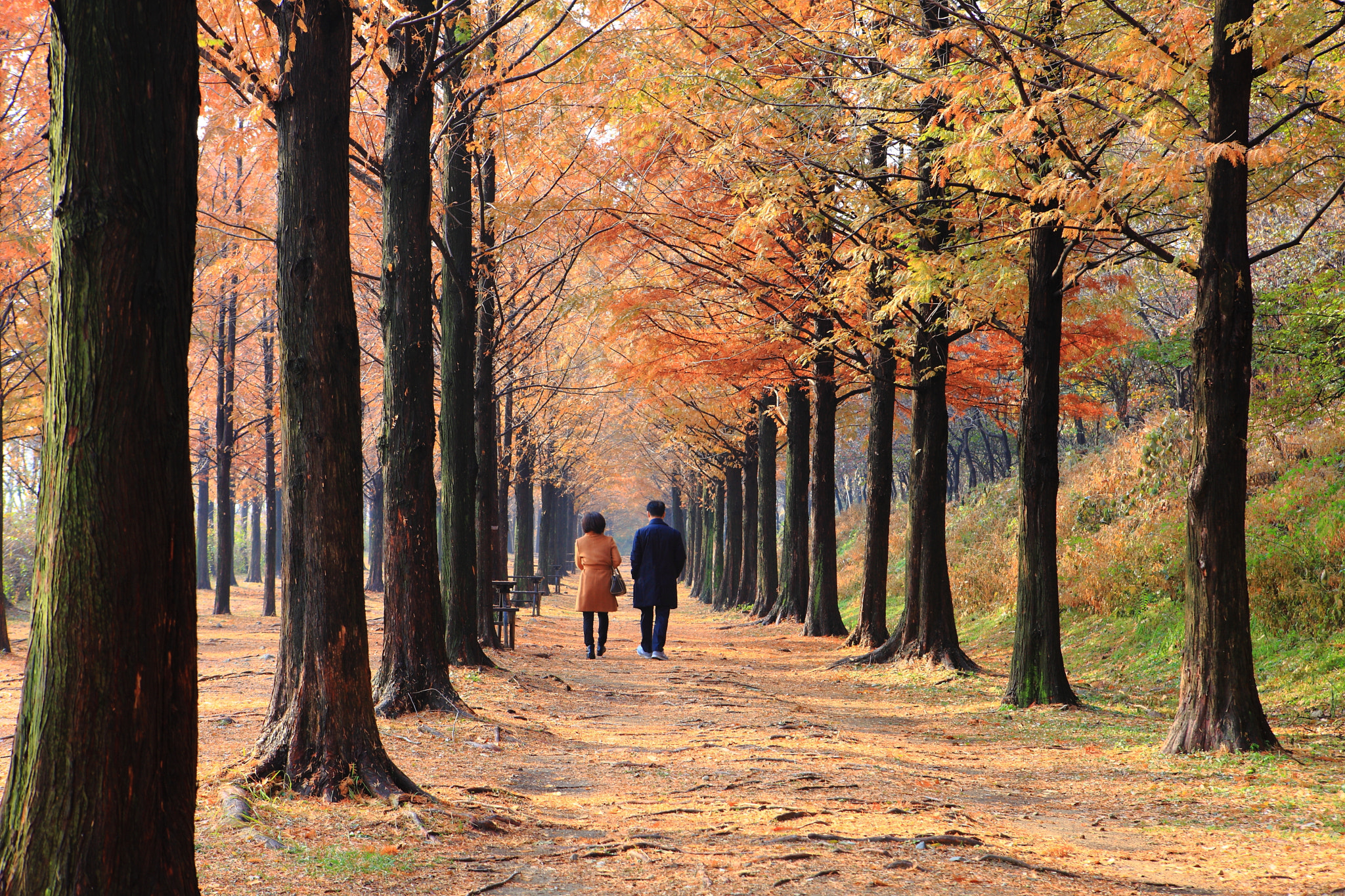 Canon EOS-1Ds Mark III sample photo. Autumn photography