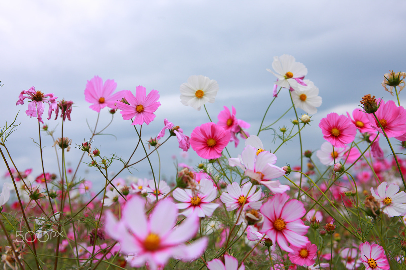 Canon EOS-1Ds Mark III sample photo. Cosmos photography