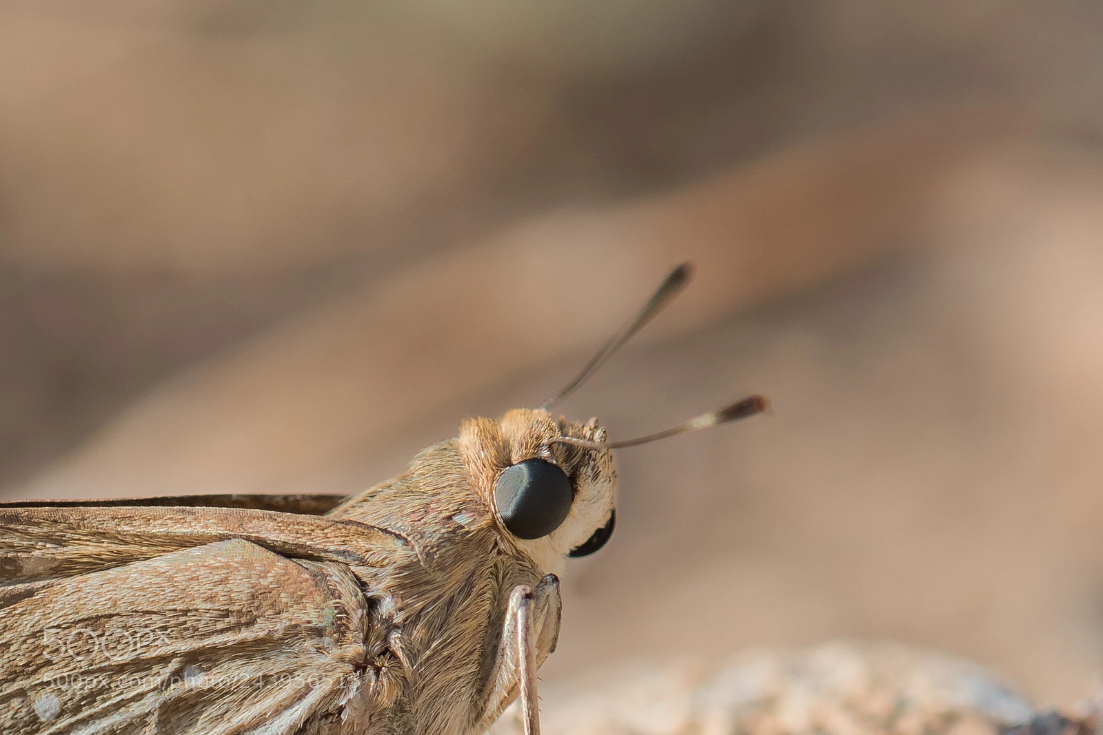 Nikon D810 sample photo. Millet skipper.... photography