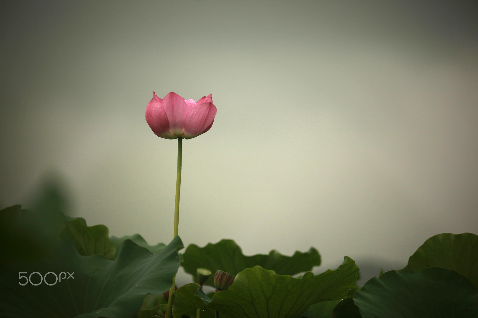 Canon EF 80-200mm f/2.8L sample photo. Lotus in the sky photography