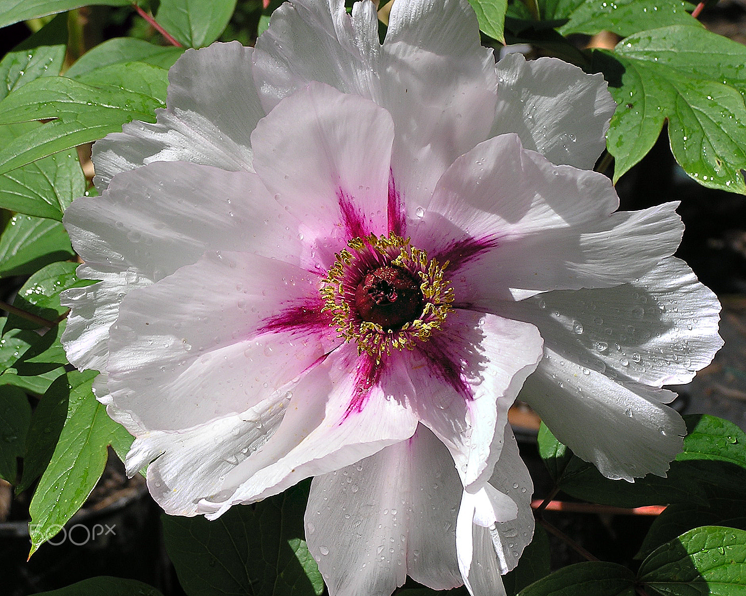 Olympus C740UZ sample photo. Peony rose photography