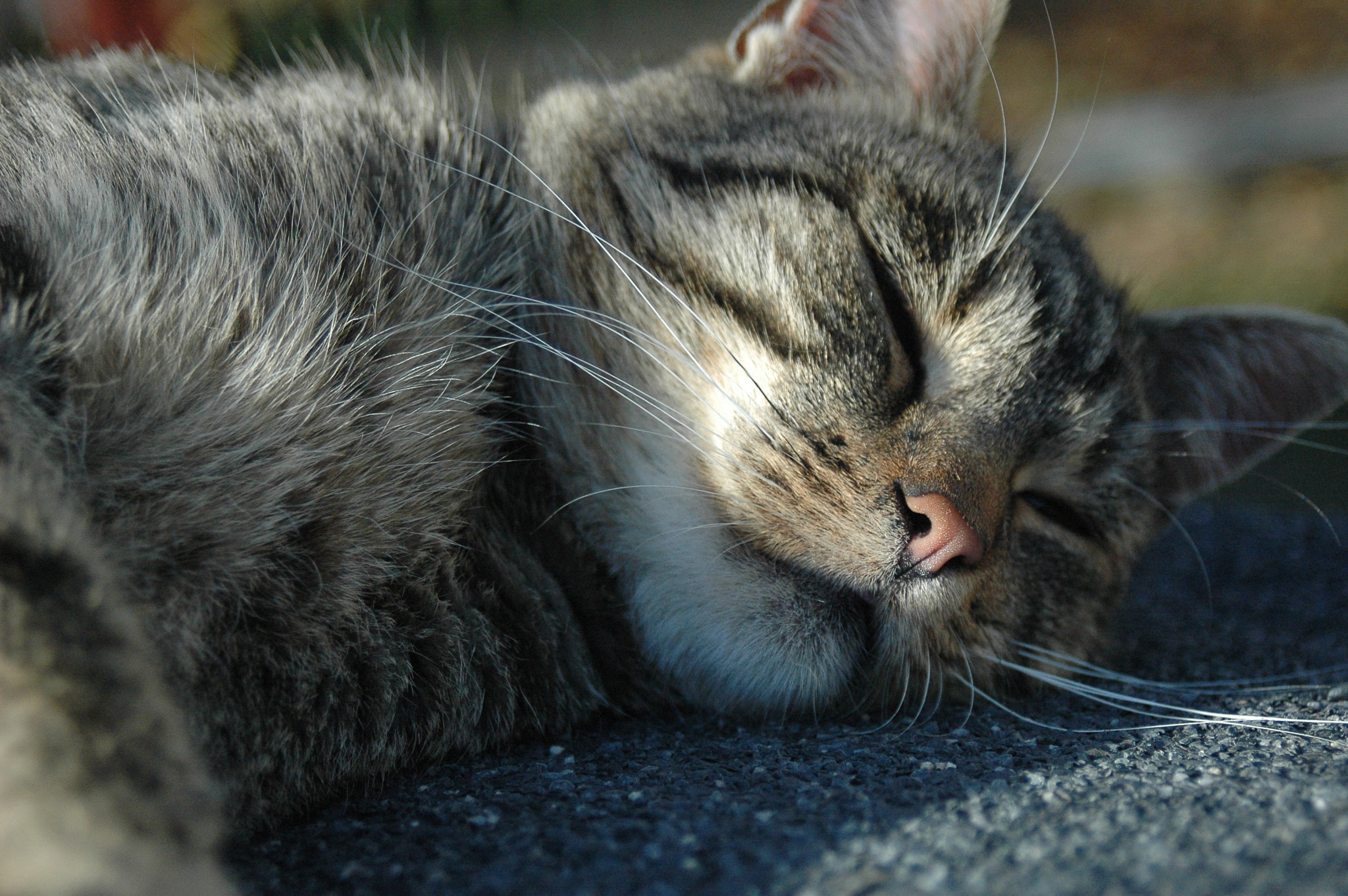 Nikon D70s + AF Zoom-Nikkor 28-80mm f/3.3-5.6G sample photo