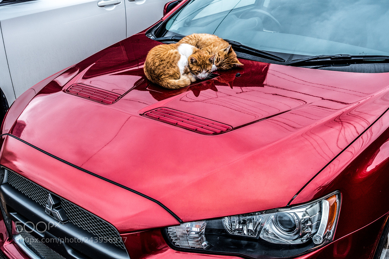 Sony Cyber-shot DSC-RX100 III sample photo. Cats on mitsubishi evolution 10 photography
