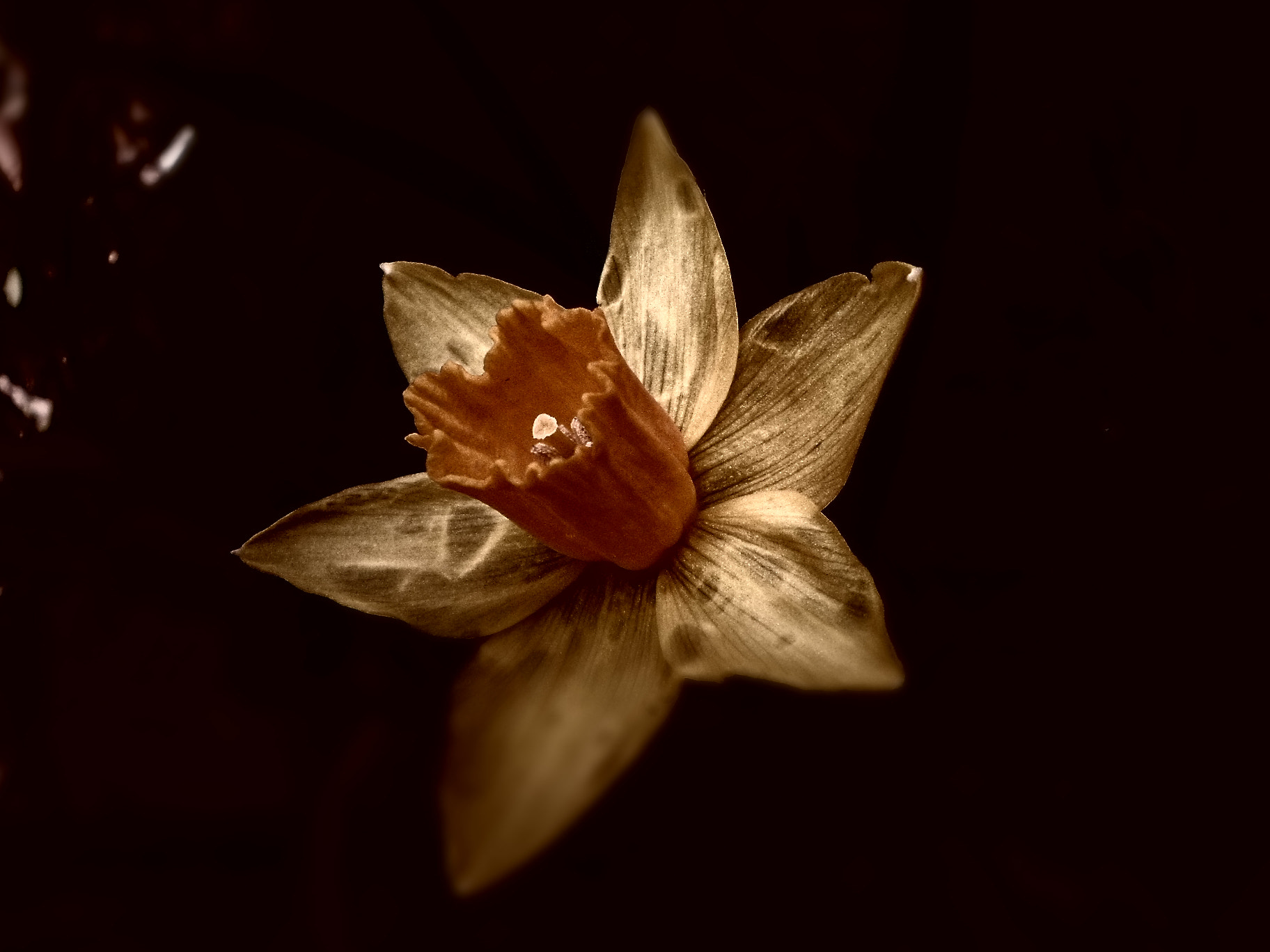 Samsung ST66 / ST68 sample photo. Narzisse photography