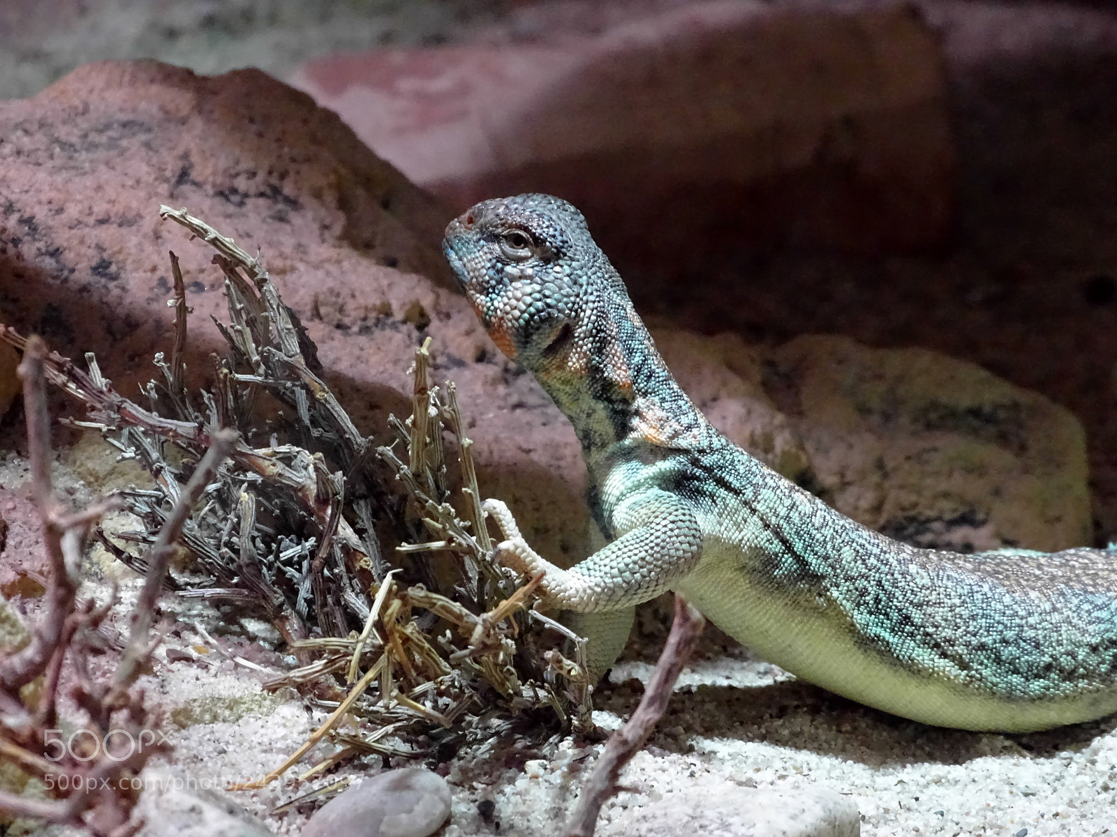 Sony Cyber-shot DSC-HX400V sample photo. Leguan photography