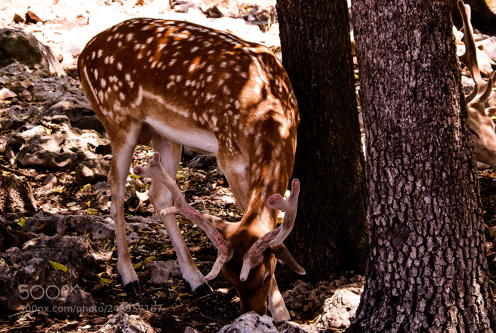 Nikon D810 sample photo. Male antelope !! photography