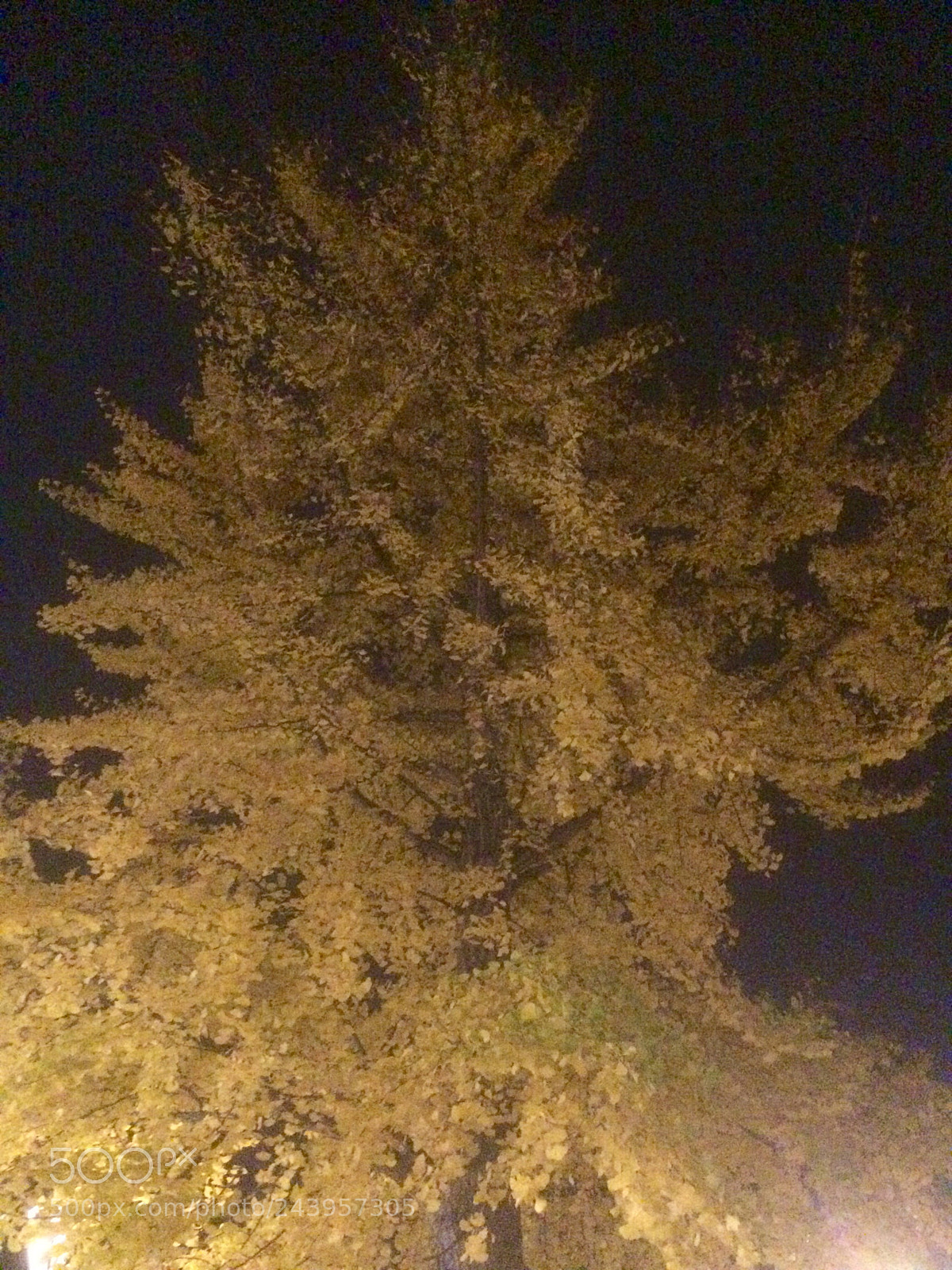 Apple iPhone 5s sample photo. Golden leaves photography