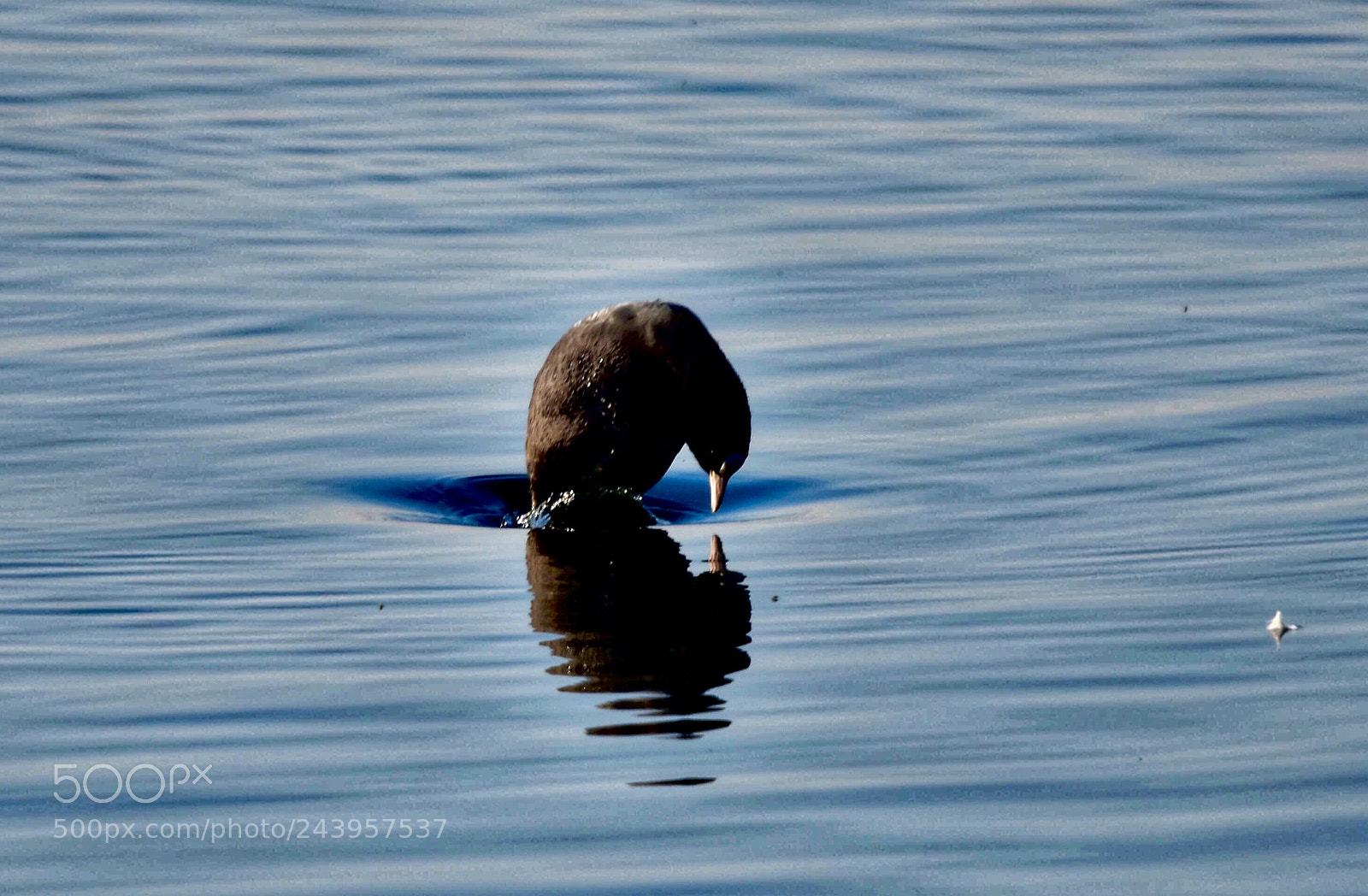 Nikon D7200 sample photo. Duck photography