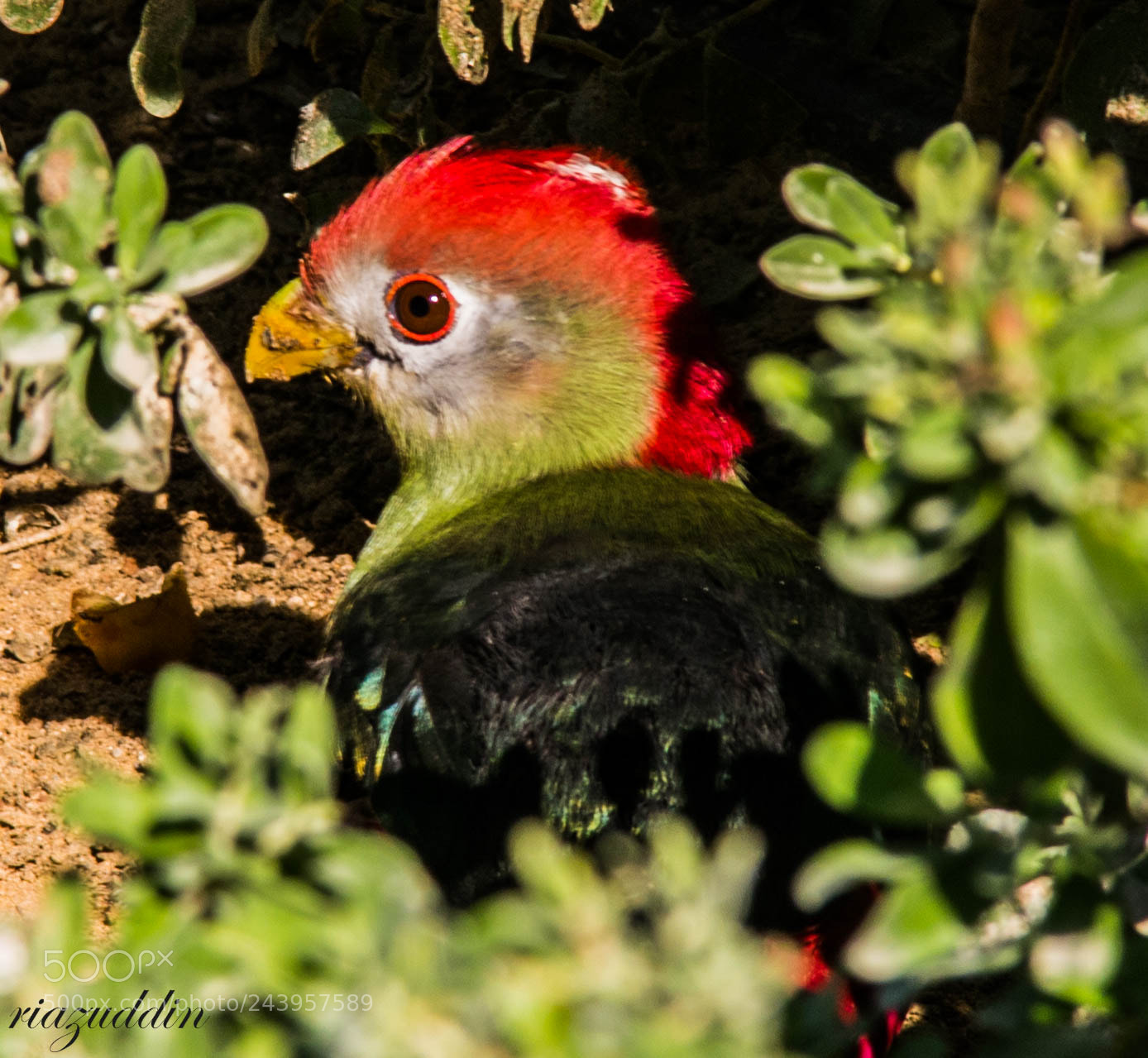 Canon EOS 7D Mark II sample photo. Red-crested turaco photography