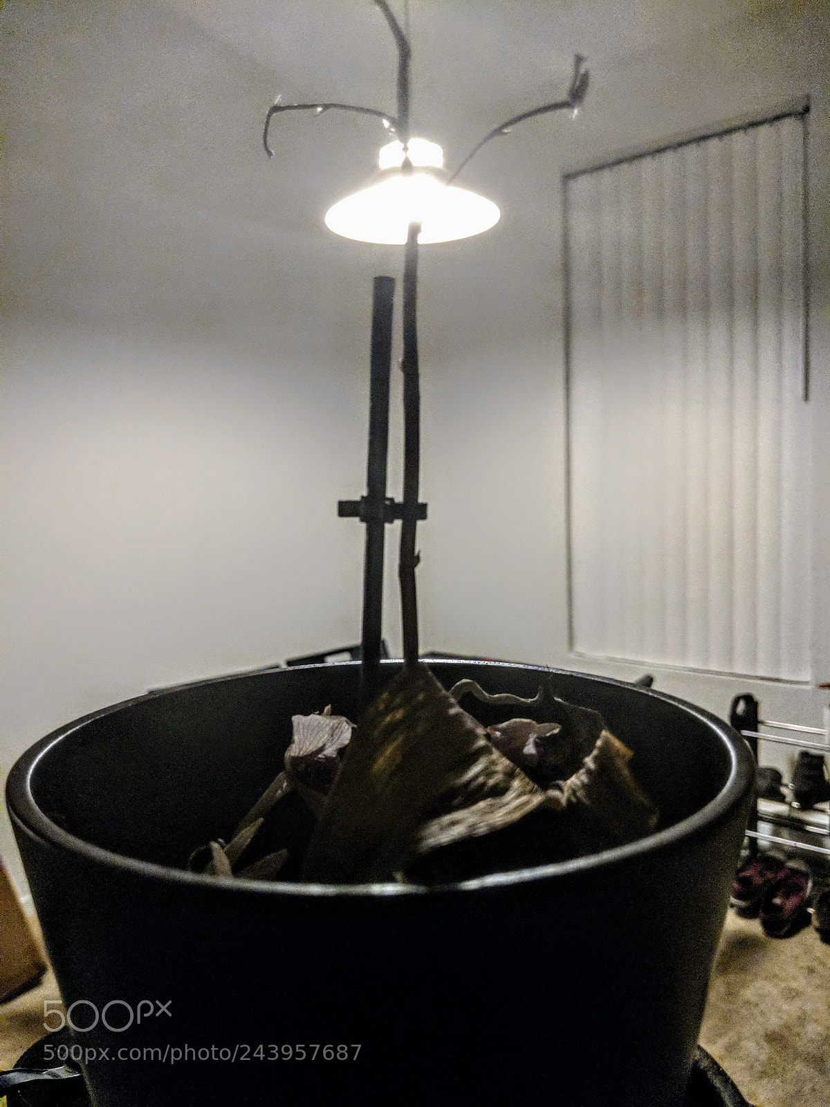 Google Pixel 2 sample photo. Grow a light photography