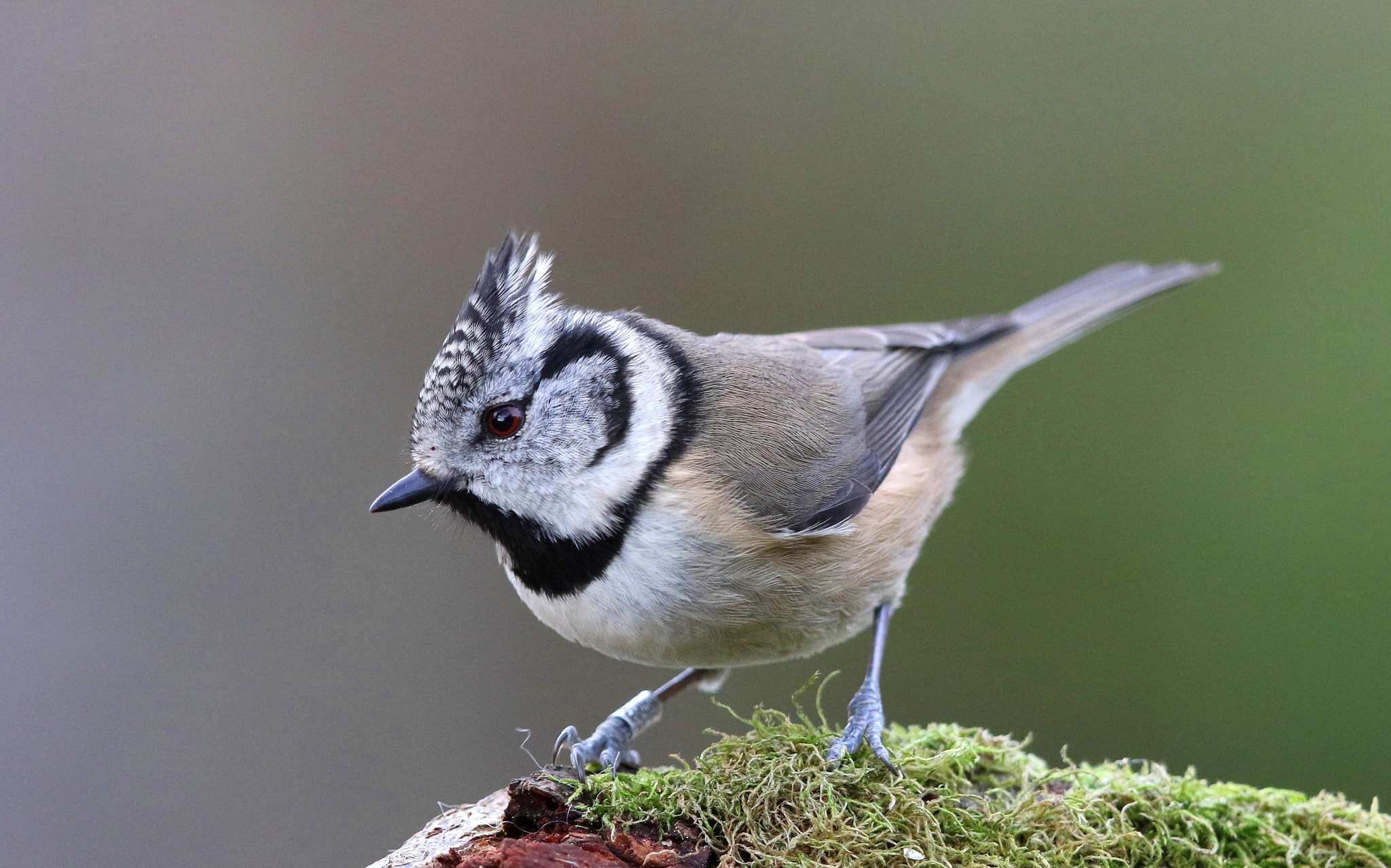 Canon EF 500mm F4L IS II USM sample photo. Crested tit photography