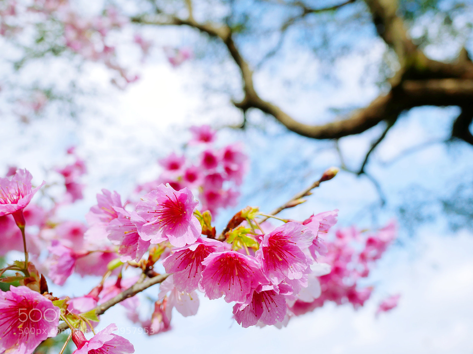 Panasonic Lumix DMC-GX85 (Lumix DMC-GX80 / Lumix DMC-GX7 Mark II) sample photo. 冬去春會來。 photography