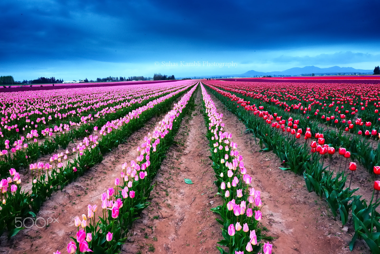 Nikon AF-S Nikkor 14-24mm F2.8G ED sample photo. Tulip rays photography