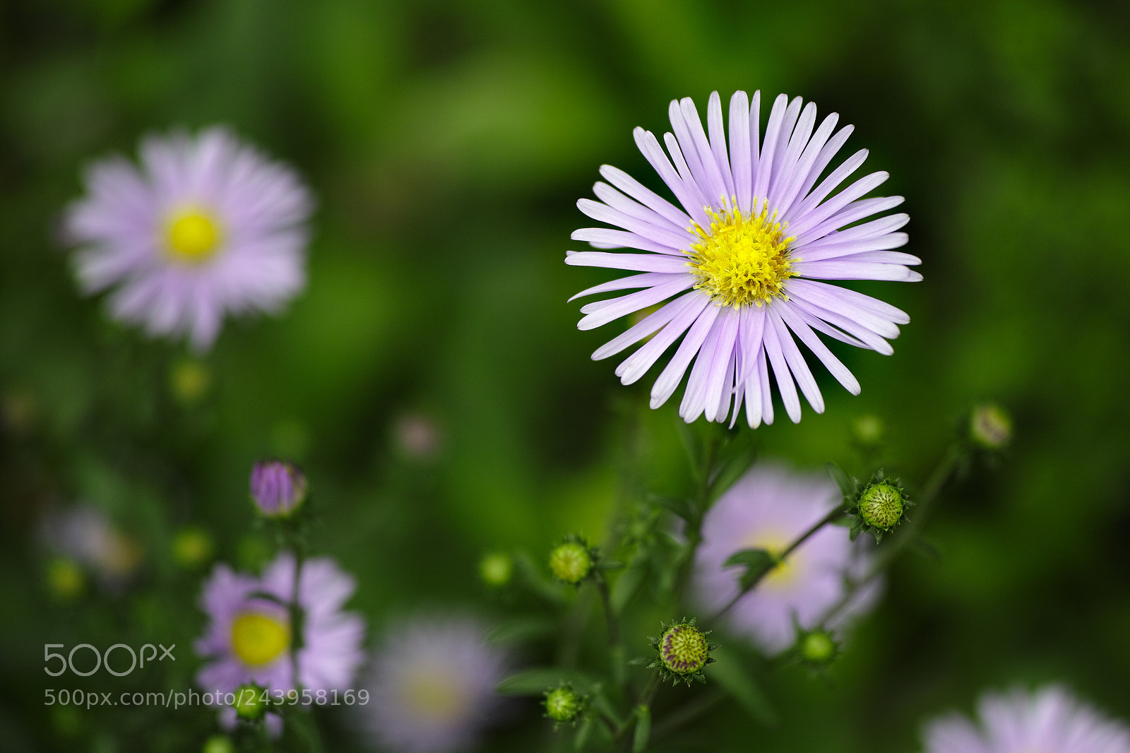 Sigma DP3 Merrill sample photo. Symphyotrichum puniceum photography