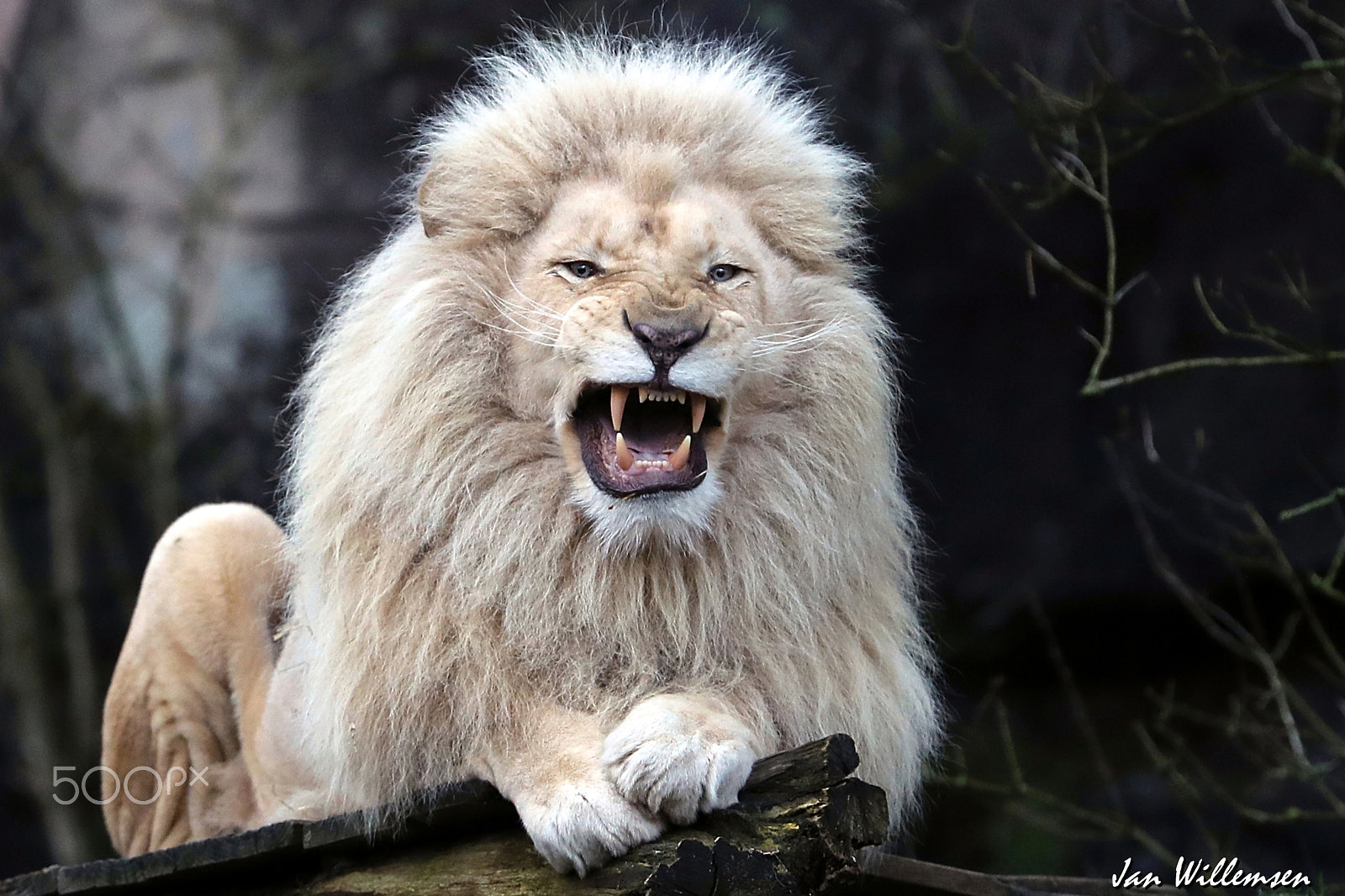 Canon EF 300mm F2.8L IS II USM sample photo. Afr. white lion photography