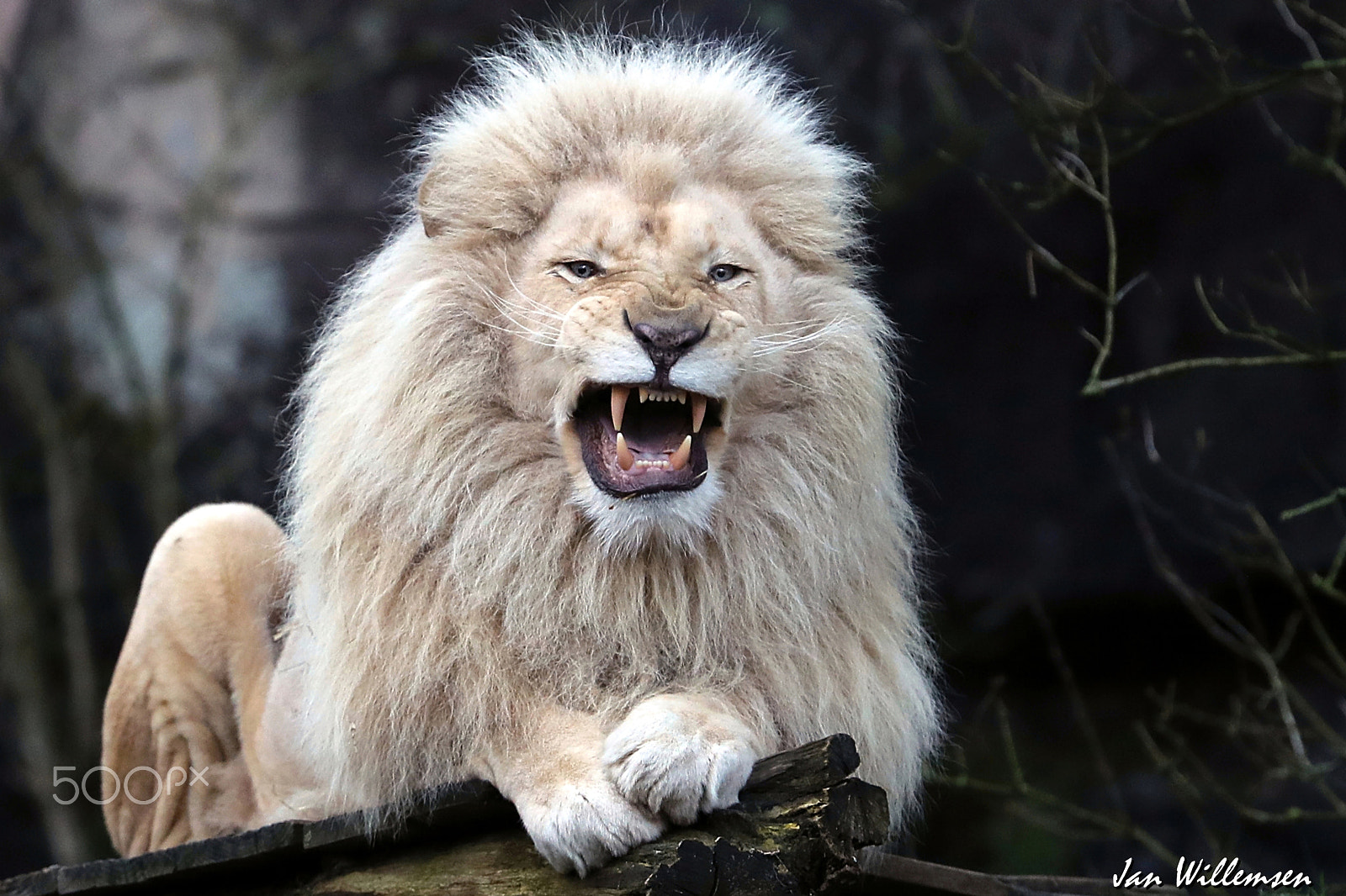 Canon EOS-1D X Mark II + Canon EF 300mm F2.8L IS II USM sample photo. Afr. white lion photography