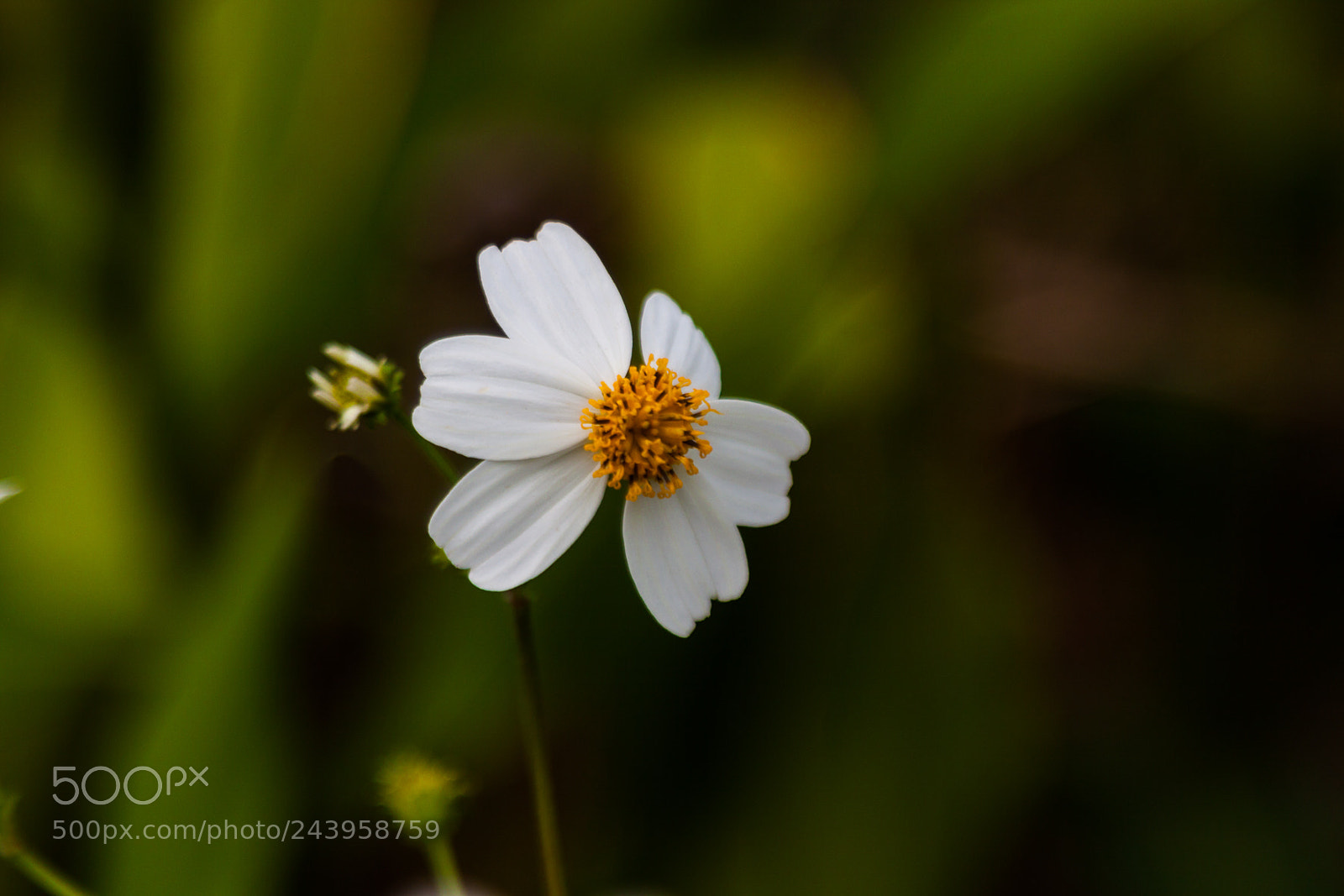 Canon EOS 50D sample photo. Untitled photography