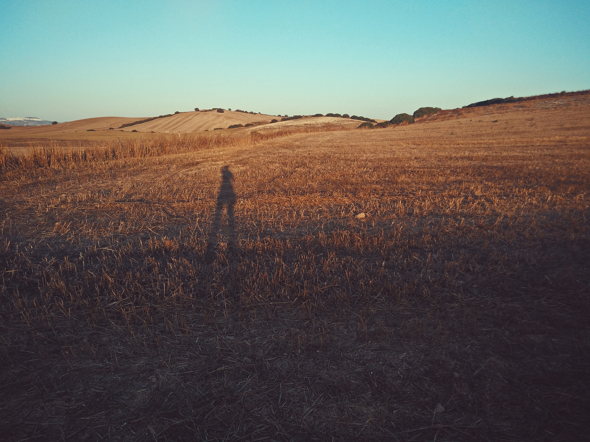 OnePlus ONE E1001 sample photo. Cornfield photography