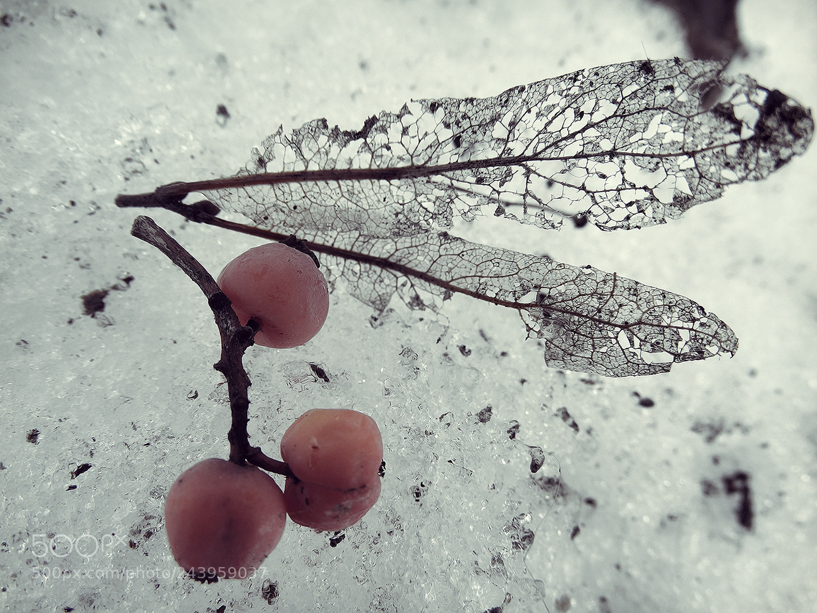 Sony Cyber-shot DSC-HX300 sample photo. Snow life and icy photography