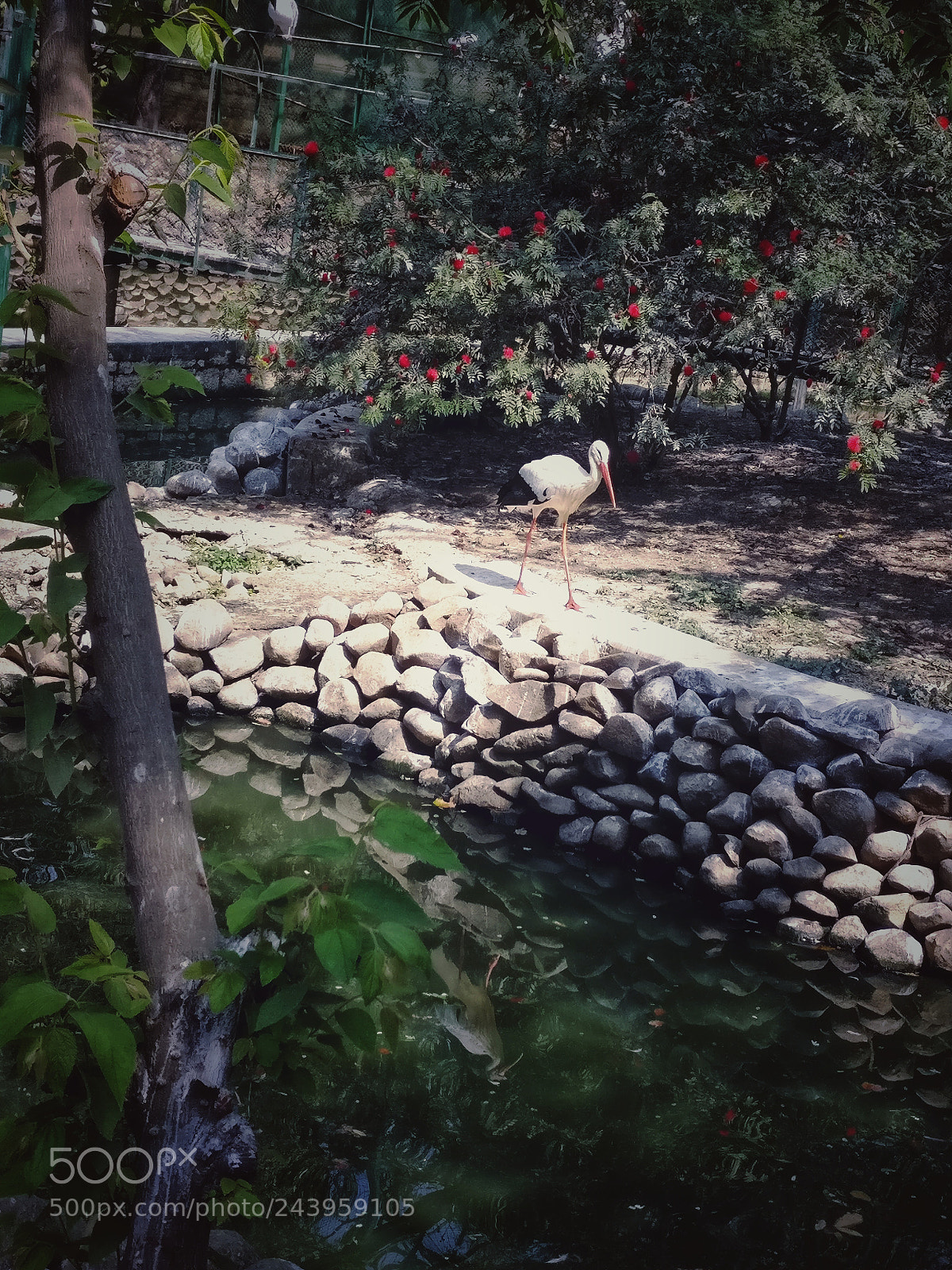 OnePlus A3003 sample photo. The grey pelican photography