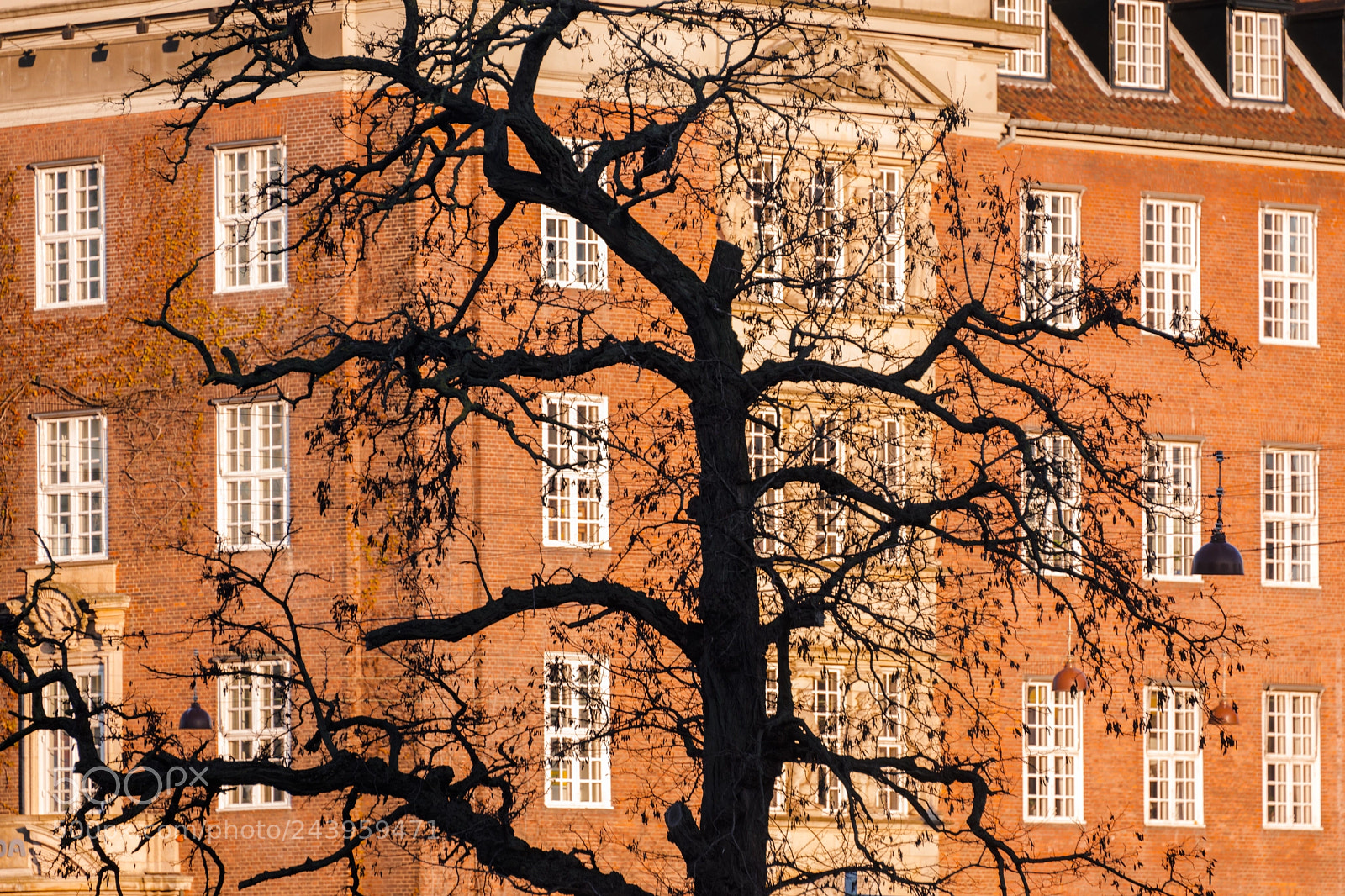 Nikon D800 sample photo. Tree in copenhagen photography