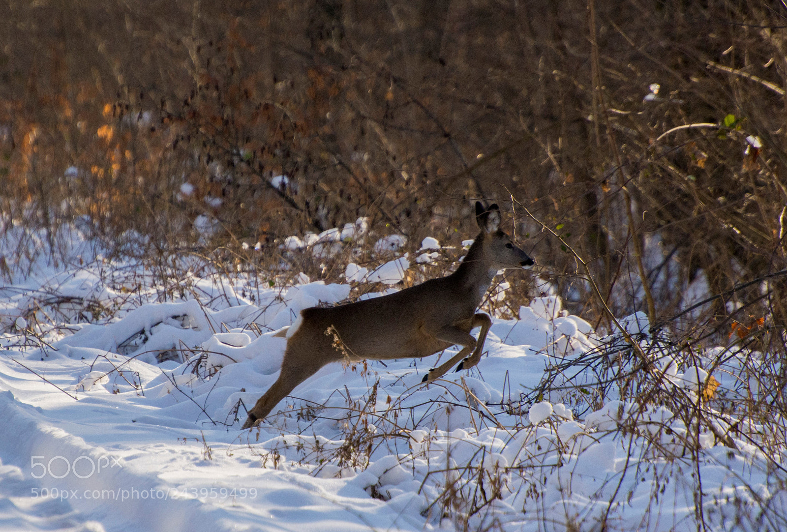 Nikon D7200 sample photo. Freedom photography