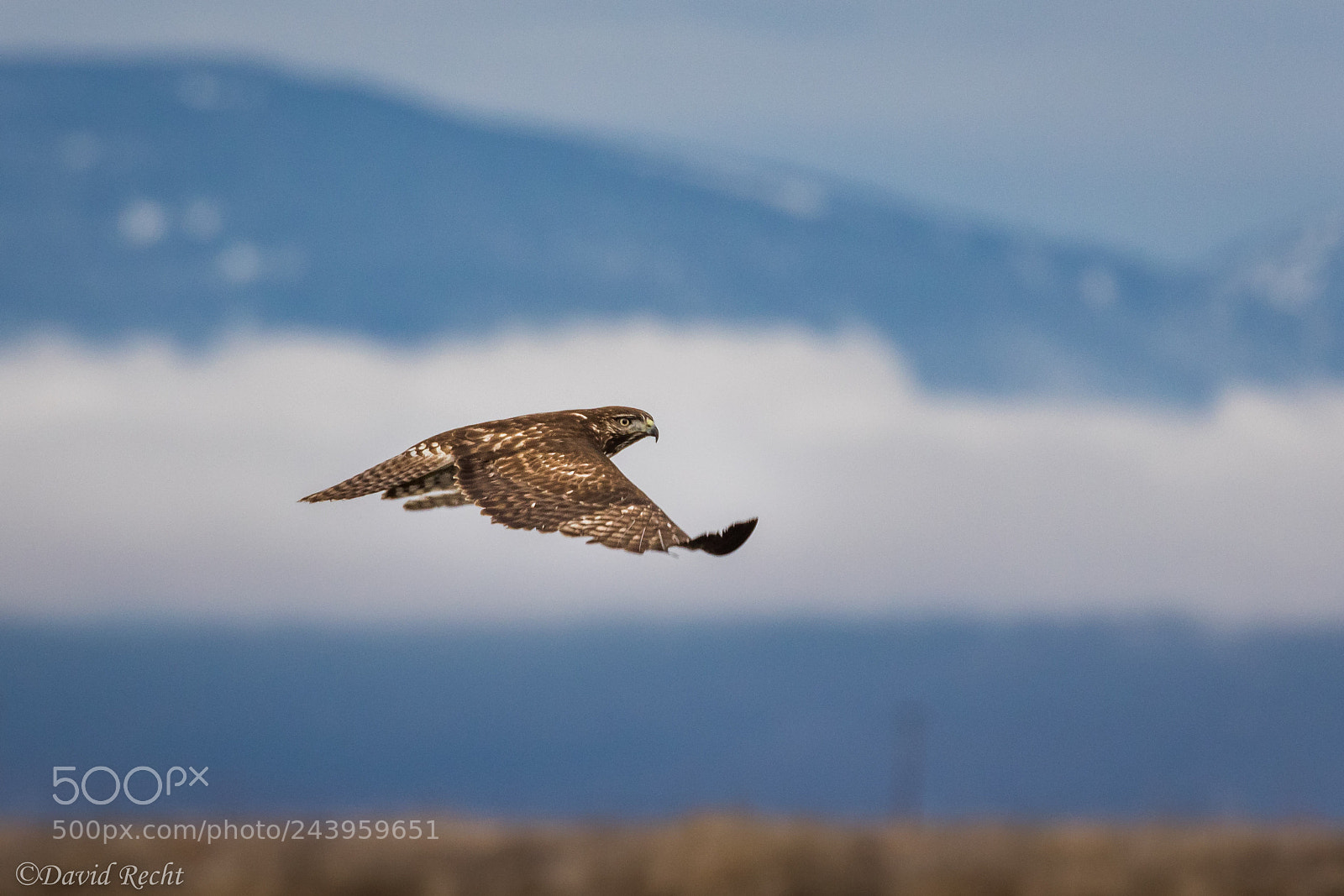 Canon EOS 7D Mark II sample photo. Hawk! photography