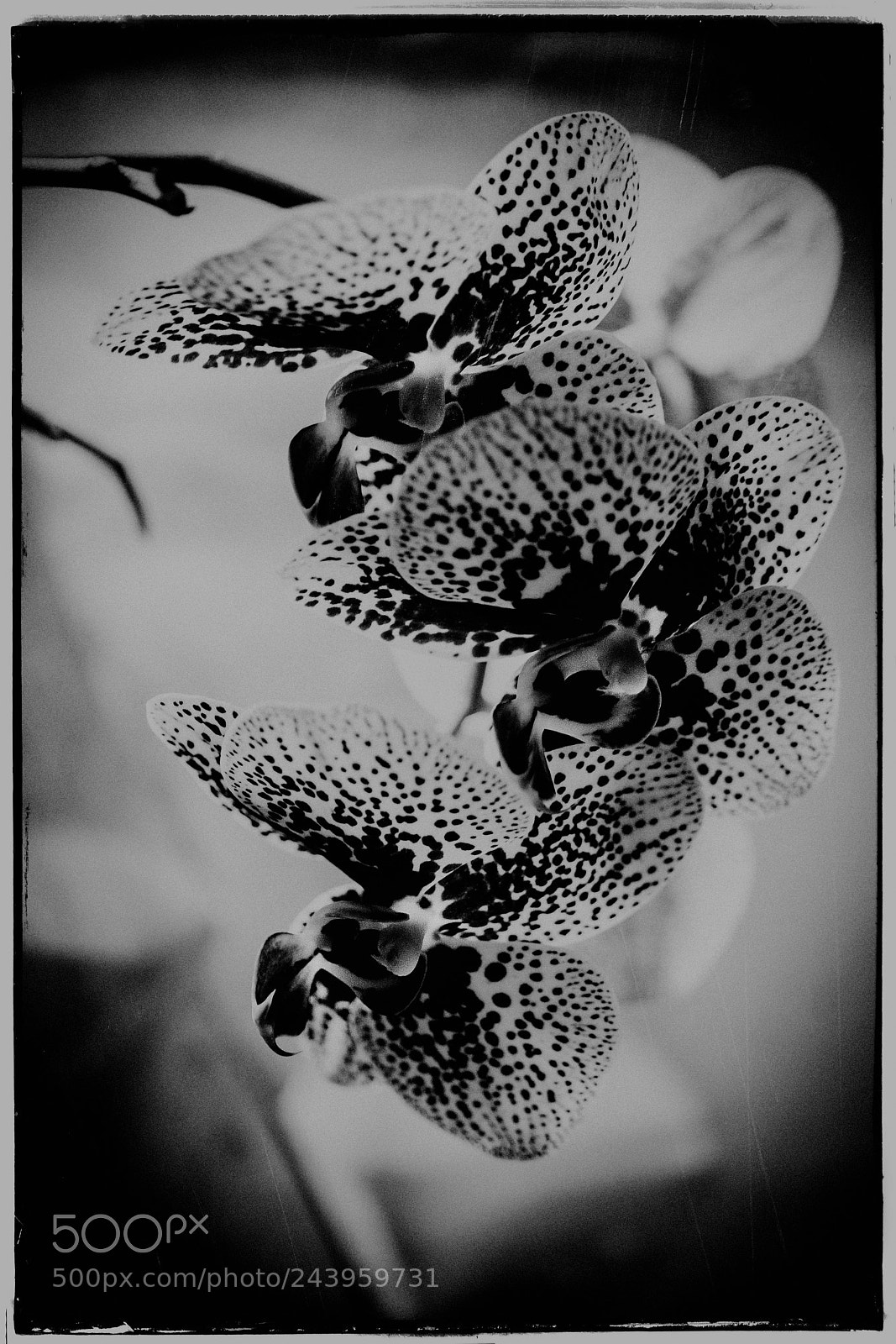 Sony a7 sample photo. Fine speckled orchid photography