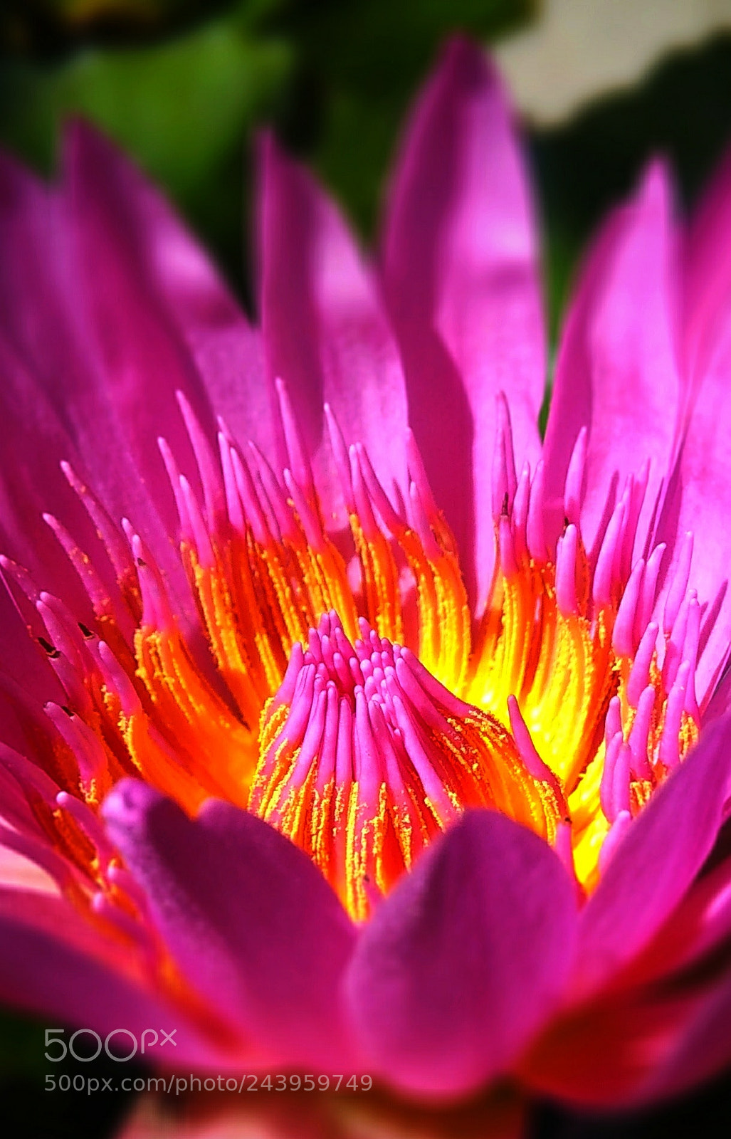 Xiaomi Redmi Note 4 sample photo. Lotus macro photography