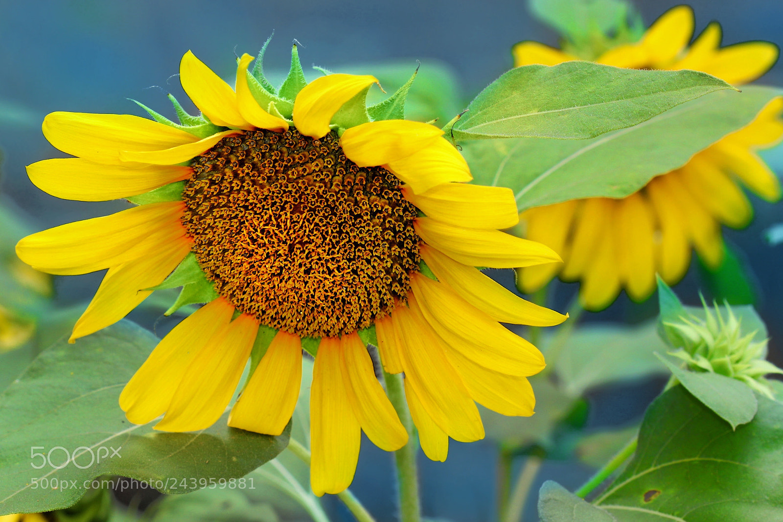 Canon EOS 50D sample photo. Sunflower photography