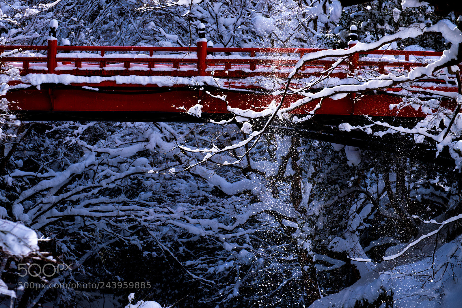 Nikon D810 sample photo. Snow shower photography