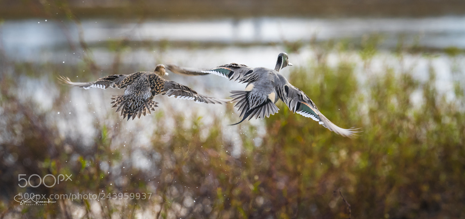 Nikon D850 sample photo. Northern pintails photography