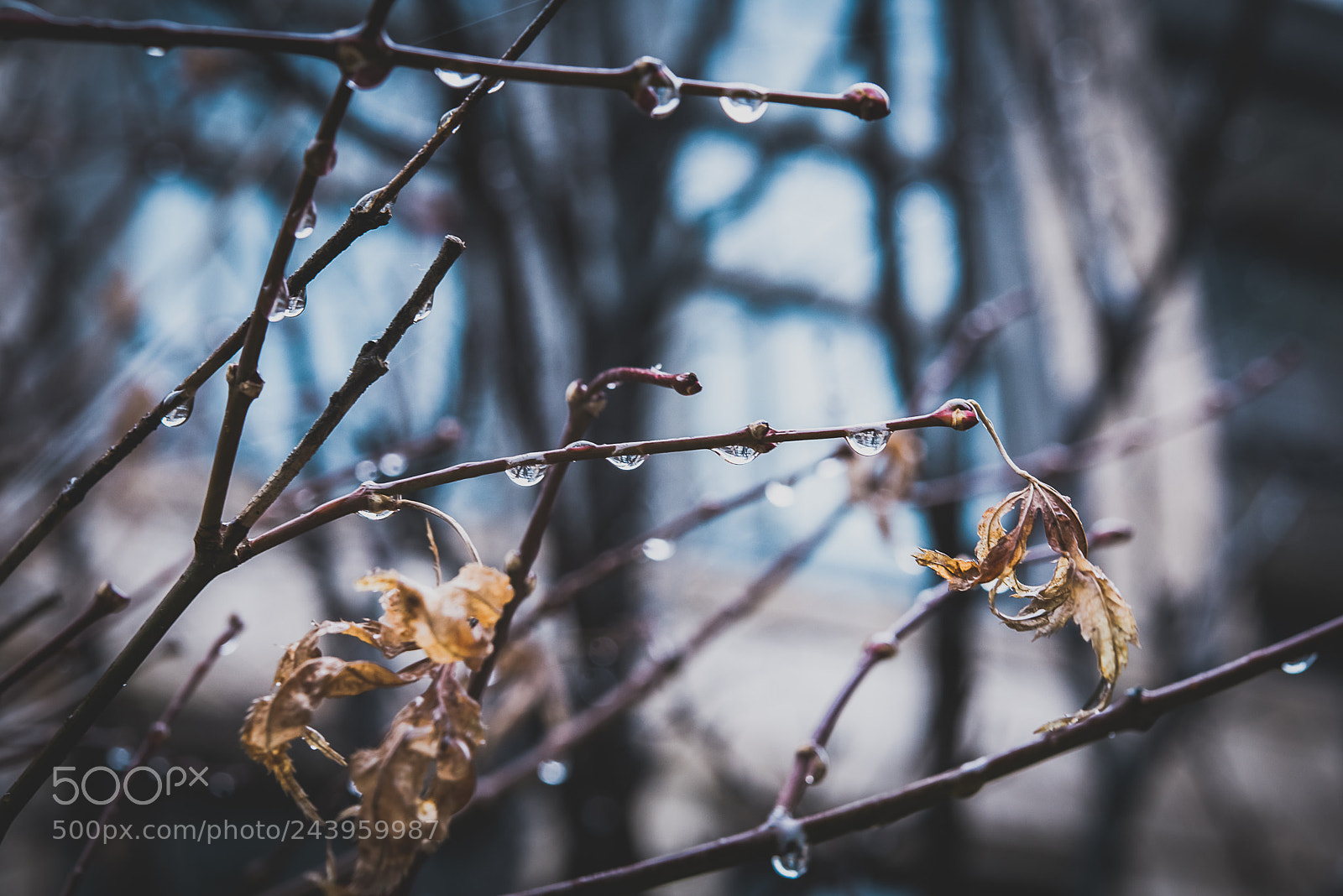 Nikon D810 sample photo. 缺了点积雪 photography