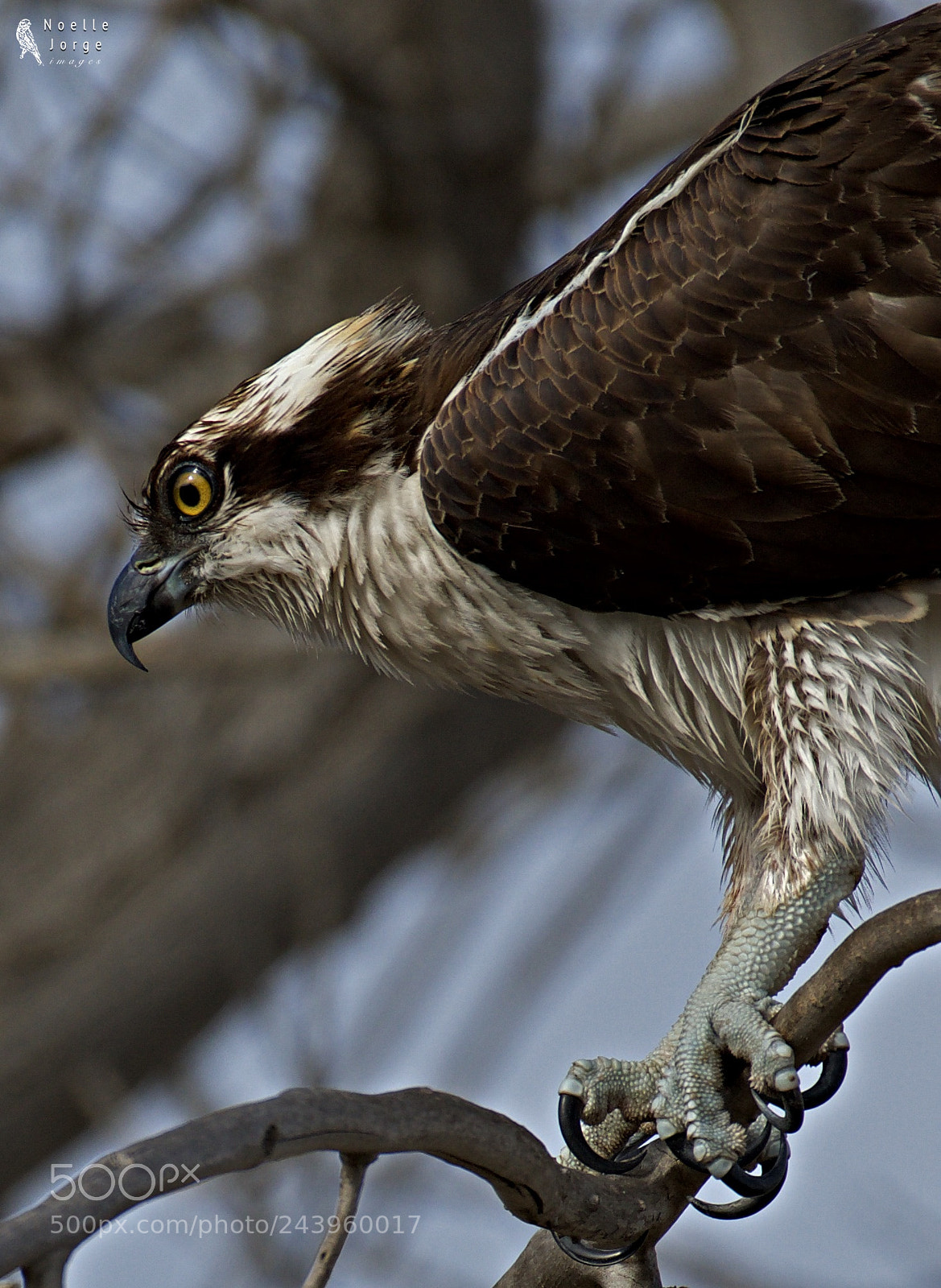 Nikon D500 sample photo. Up close with an photography