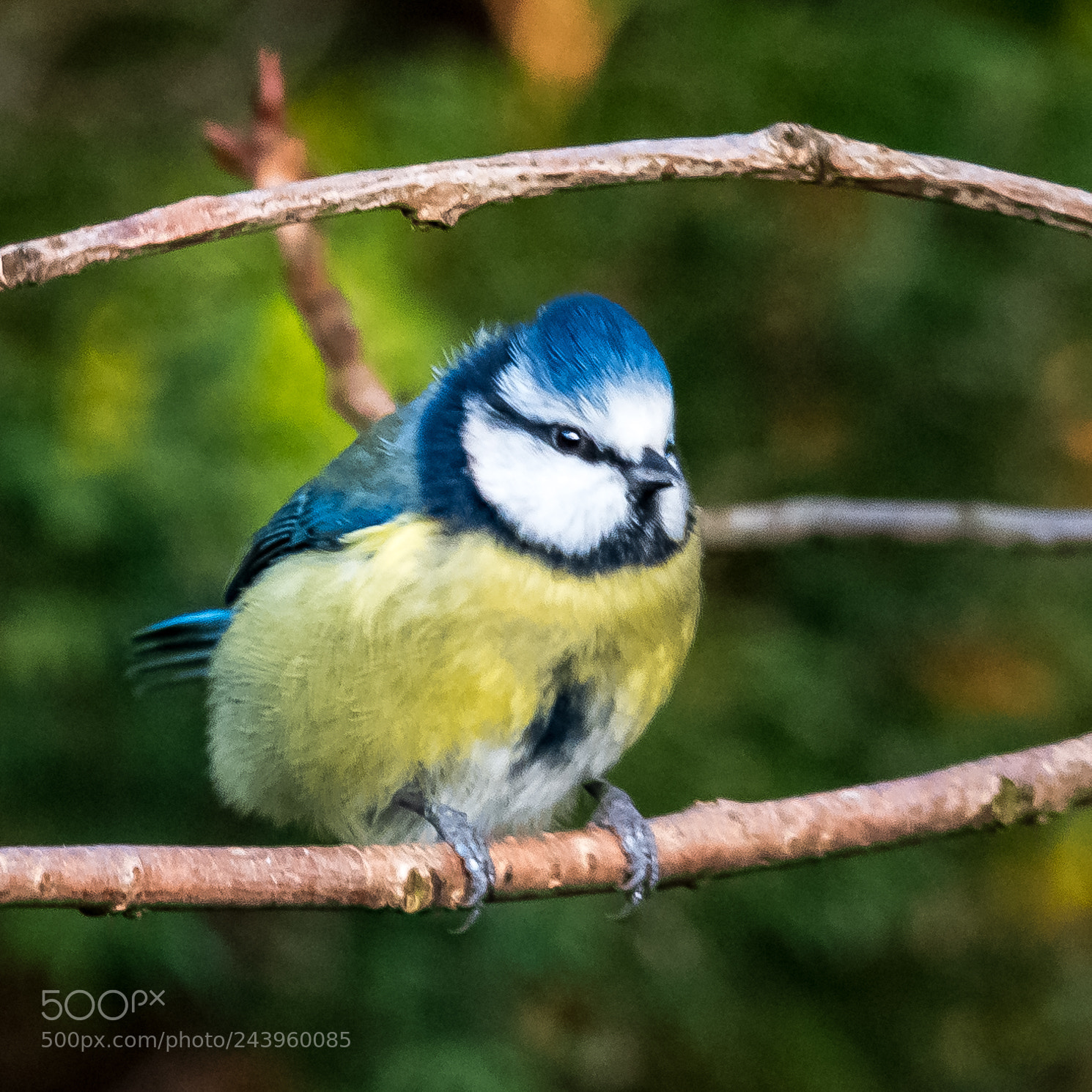 Nikon D850 sample photo. Bright-eyed tit photography
