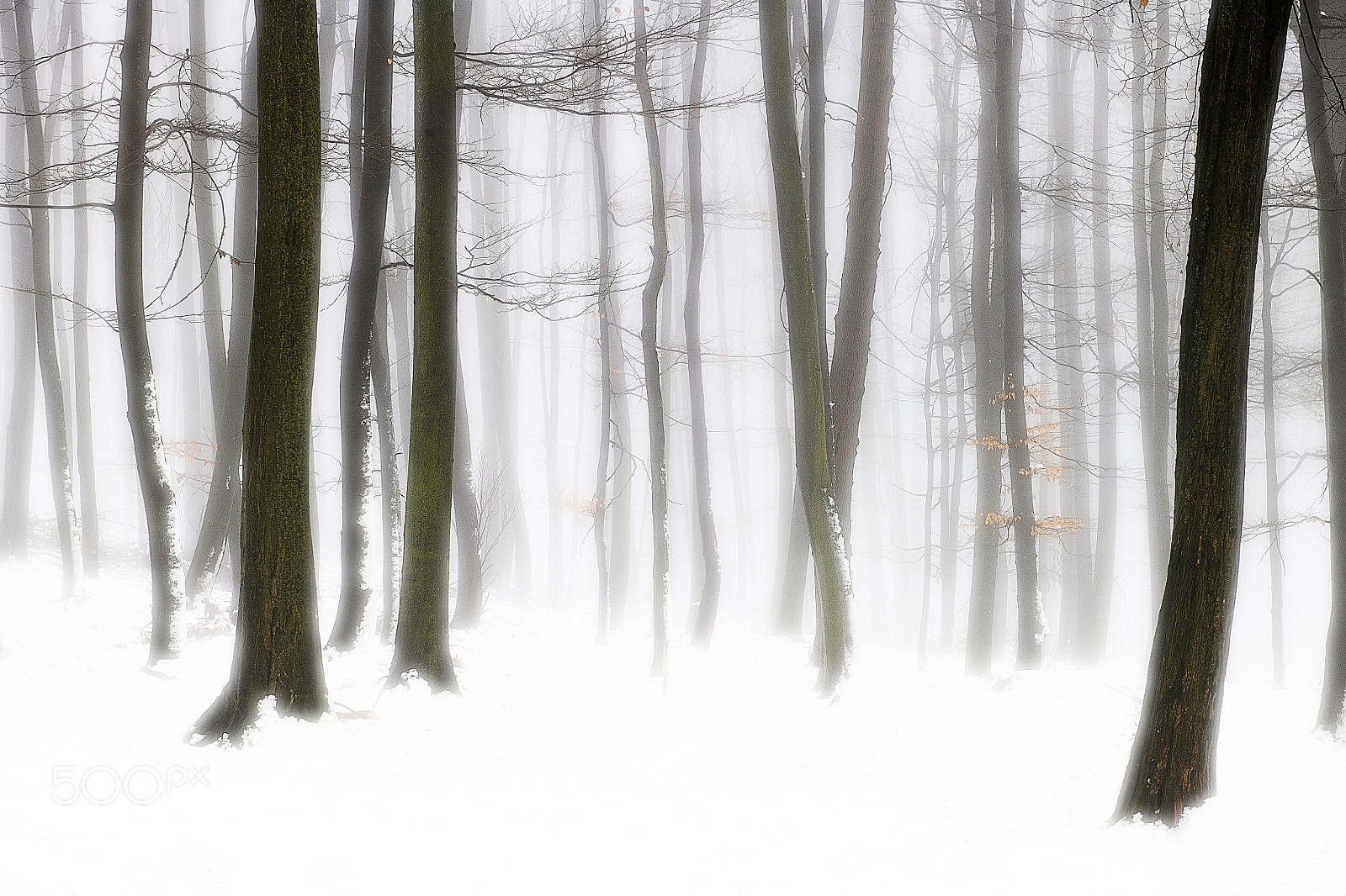Nikon D850 sample photo. Winter photography