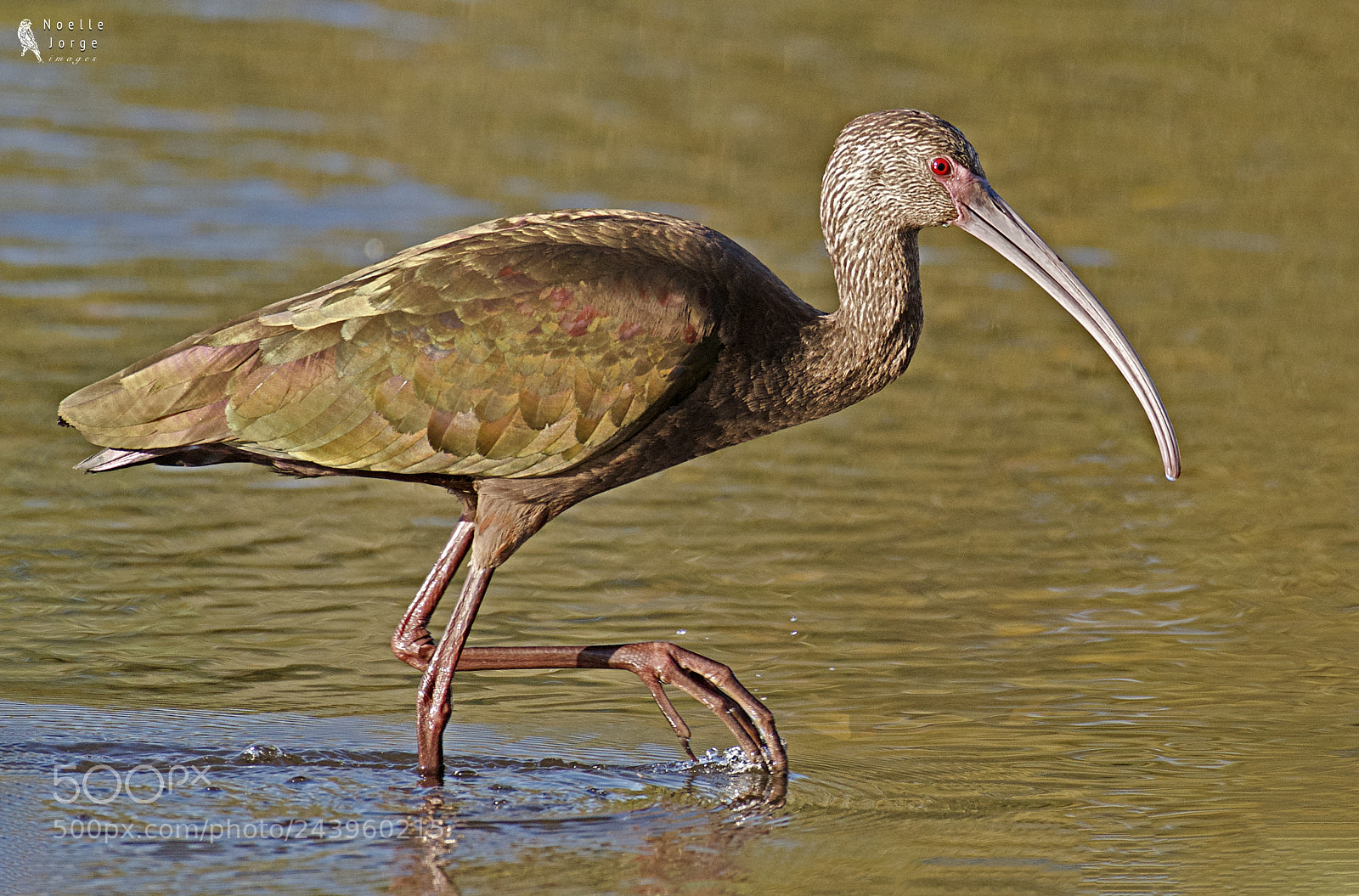 Nikon D500 sample photo. White-faced ibis wades at photography