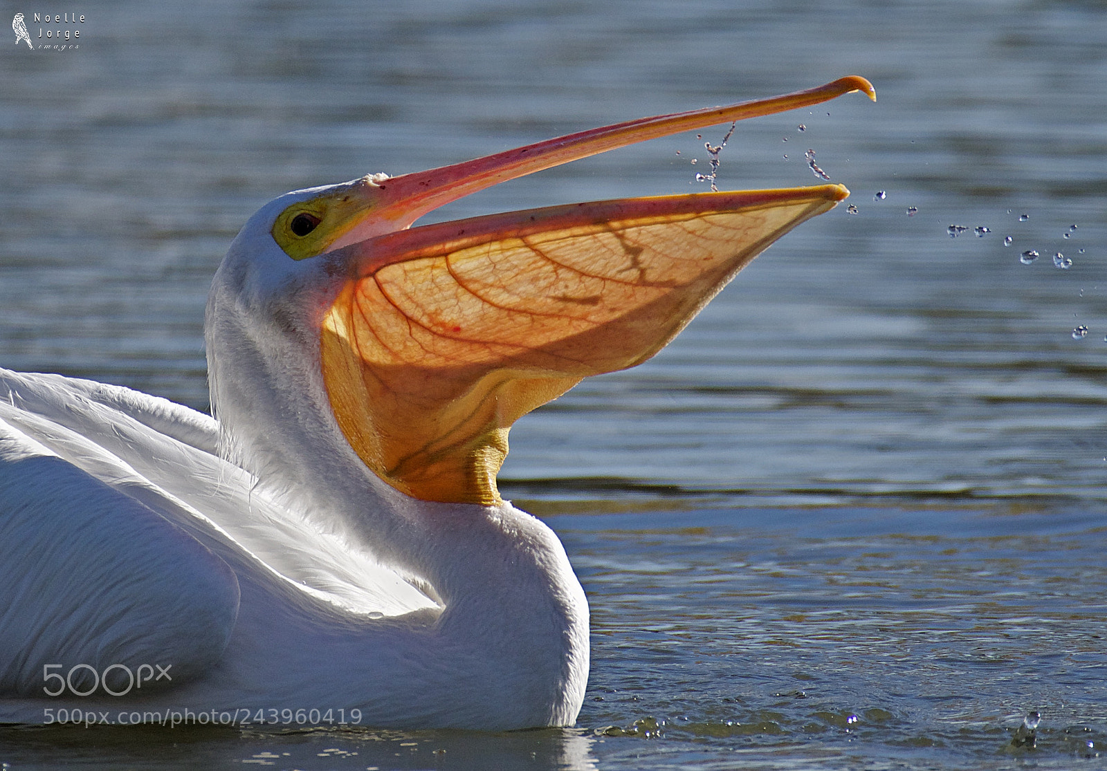 Nikon D500 sample photo. American white pelicans gulping photography