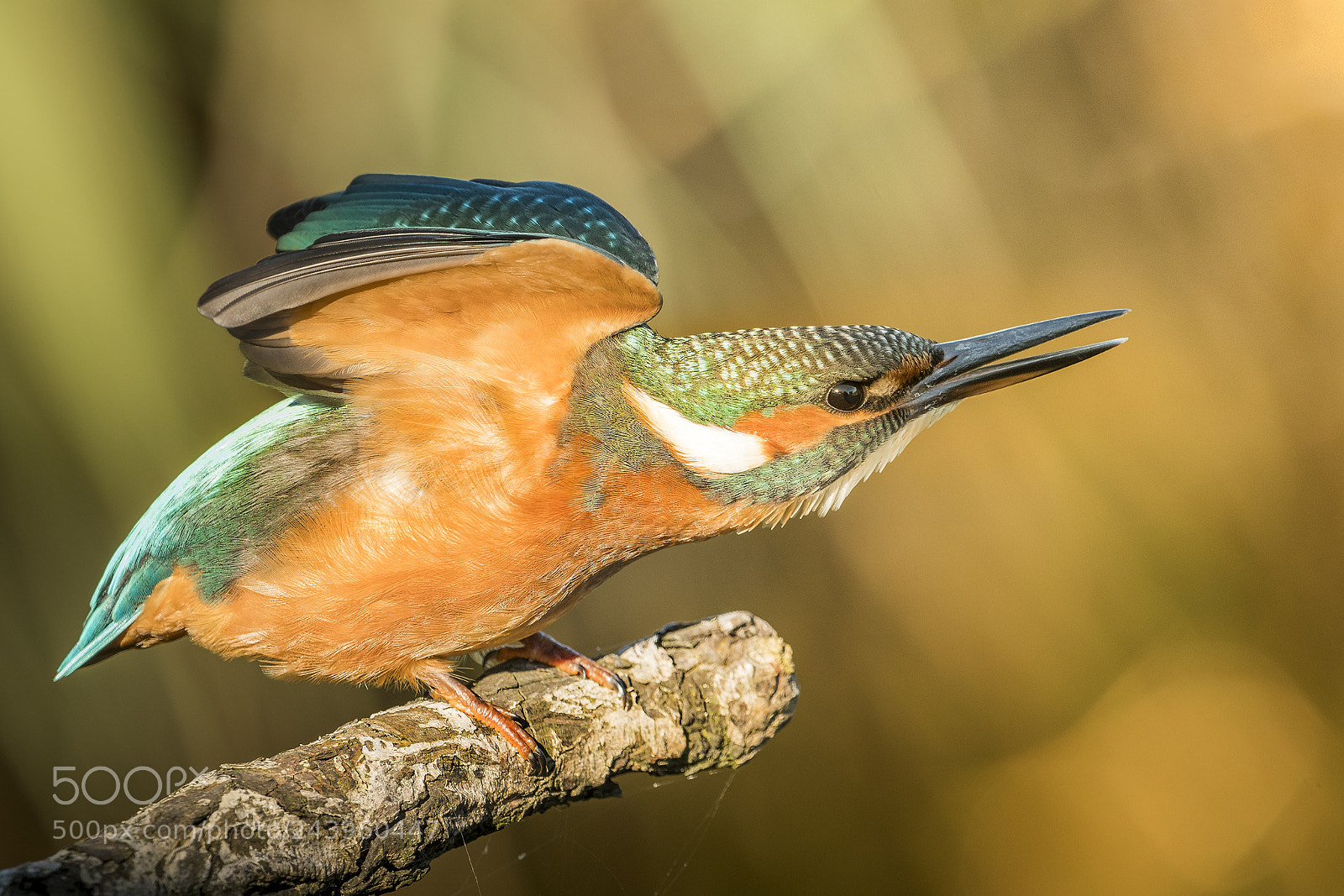 Nikon D500 sample photo. Kingfisher stretching photography
