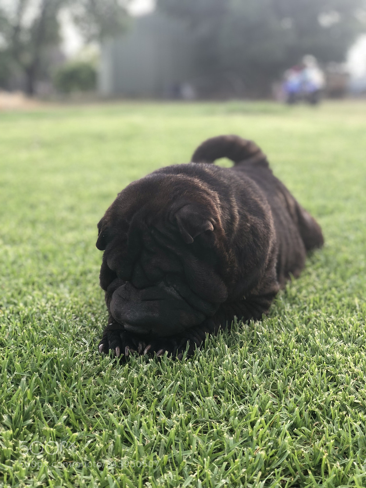 Apple iPhone 8 Plus sample photo. Untitled photography