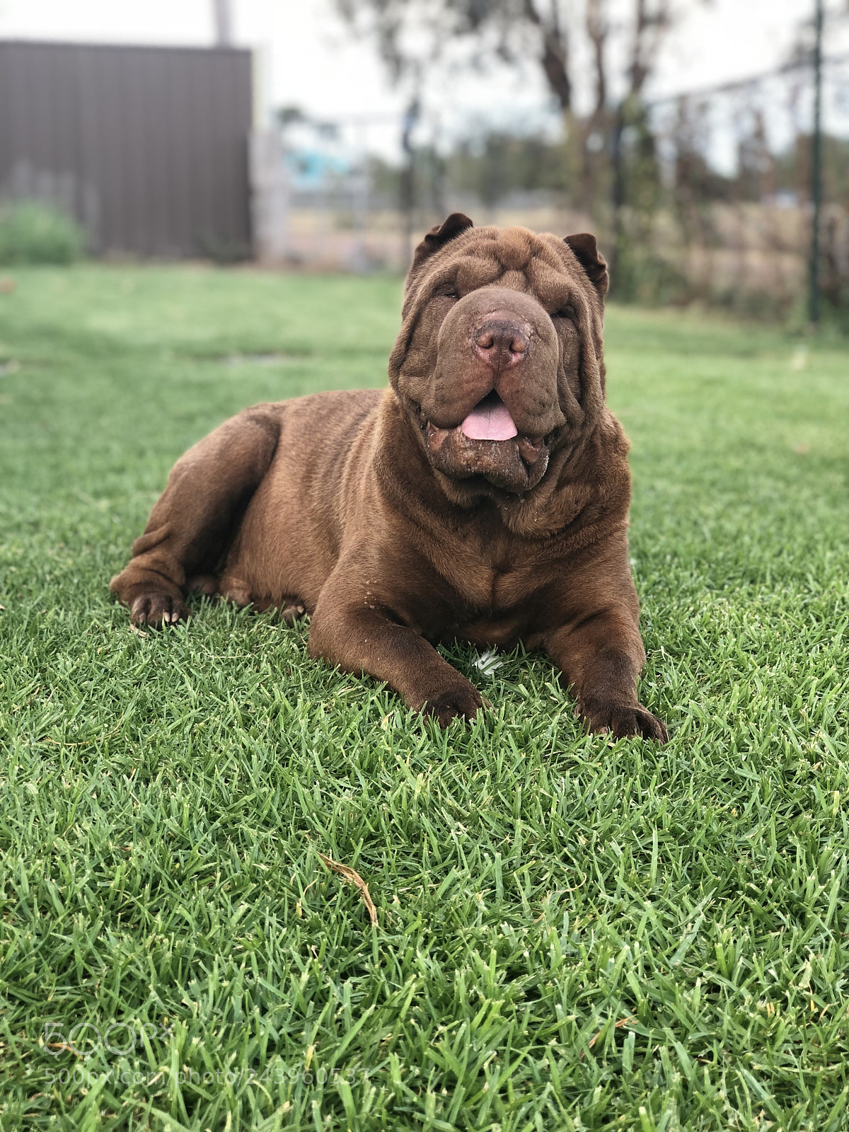 Apple iPhone 8 Plus sample photo. Untitled photography