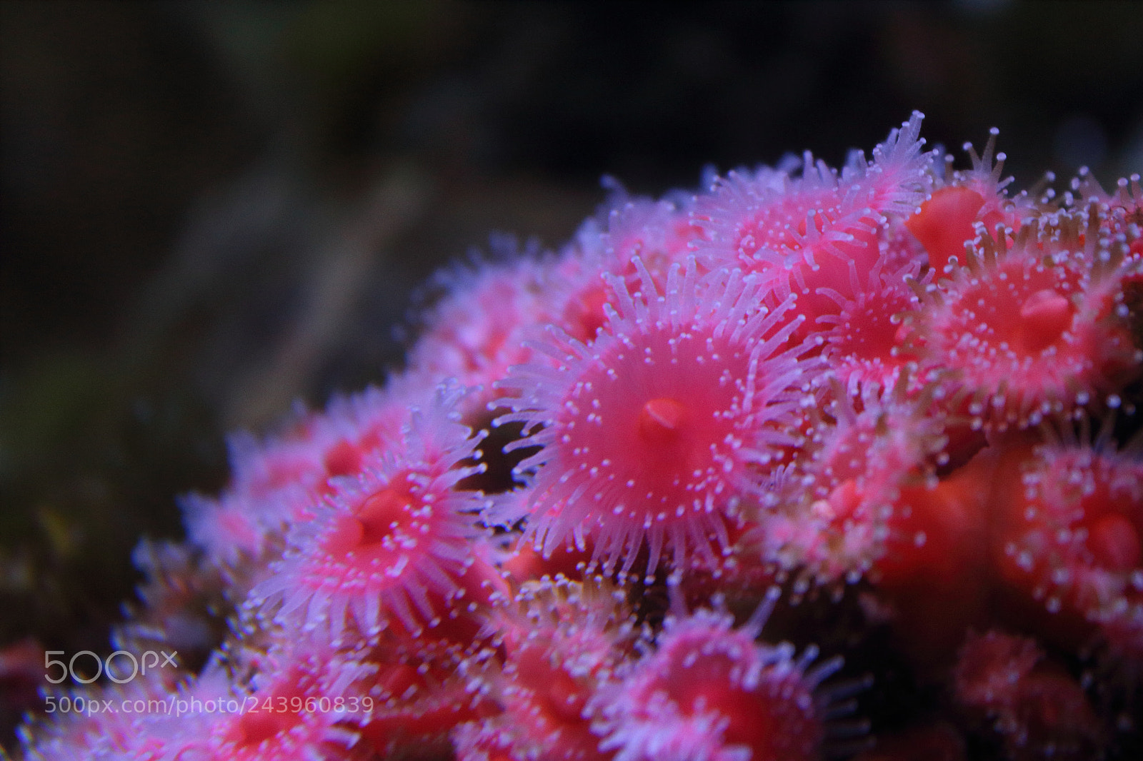Canon EOS 1200D (EOS Rebel T5 / EOS Kiss X70 / EOS Hi) sample photo. Coral photography