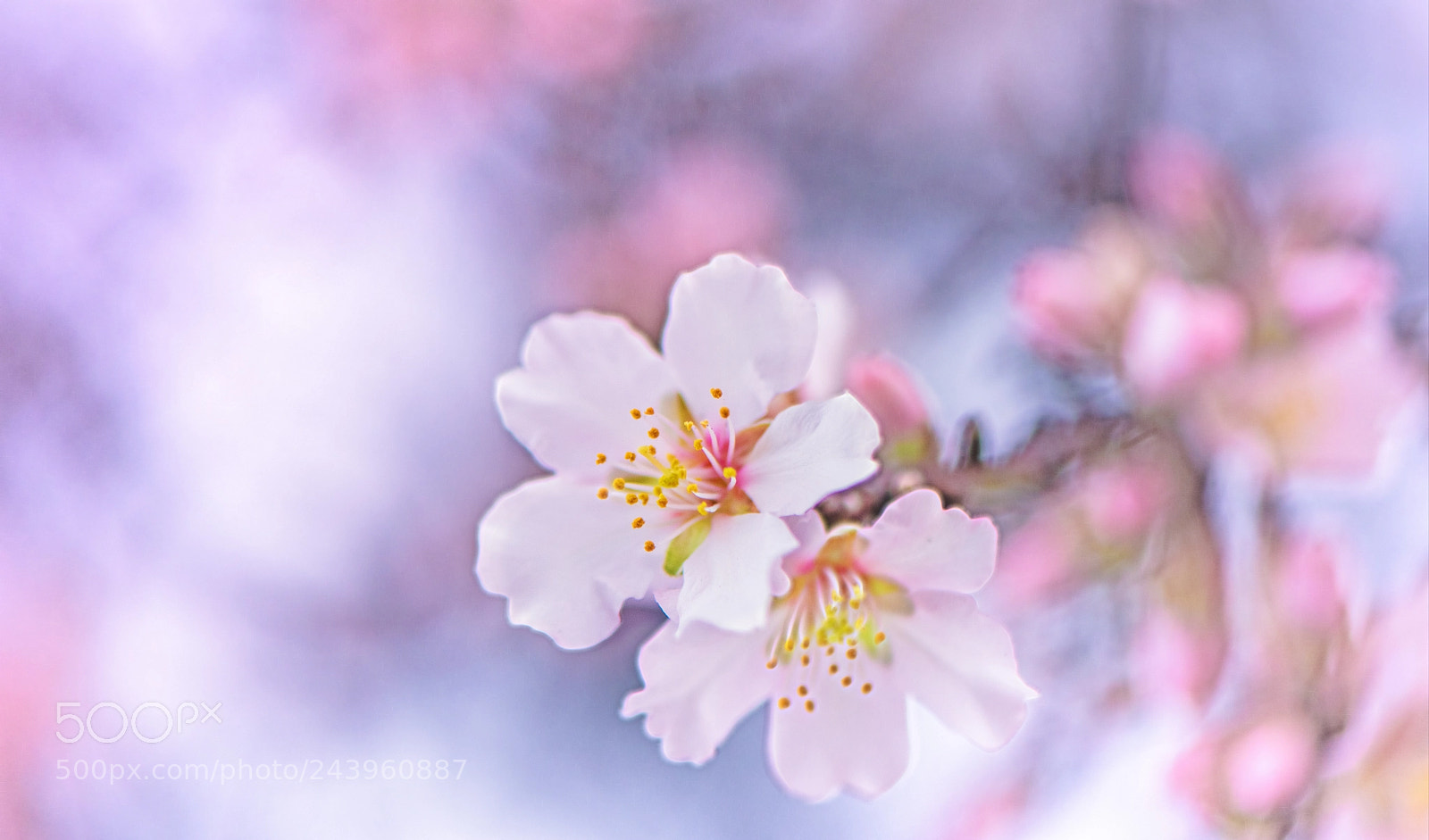 Nikon D850 sample photo. Spring appeal photography