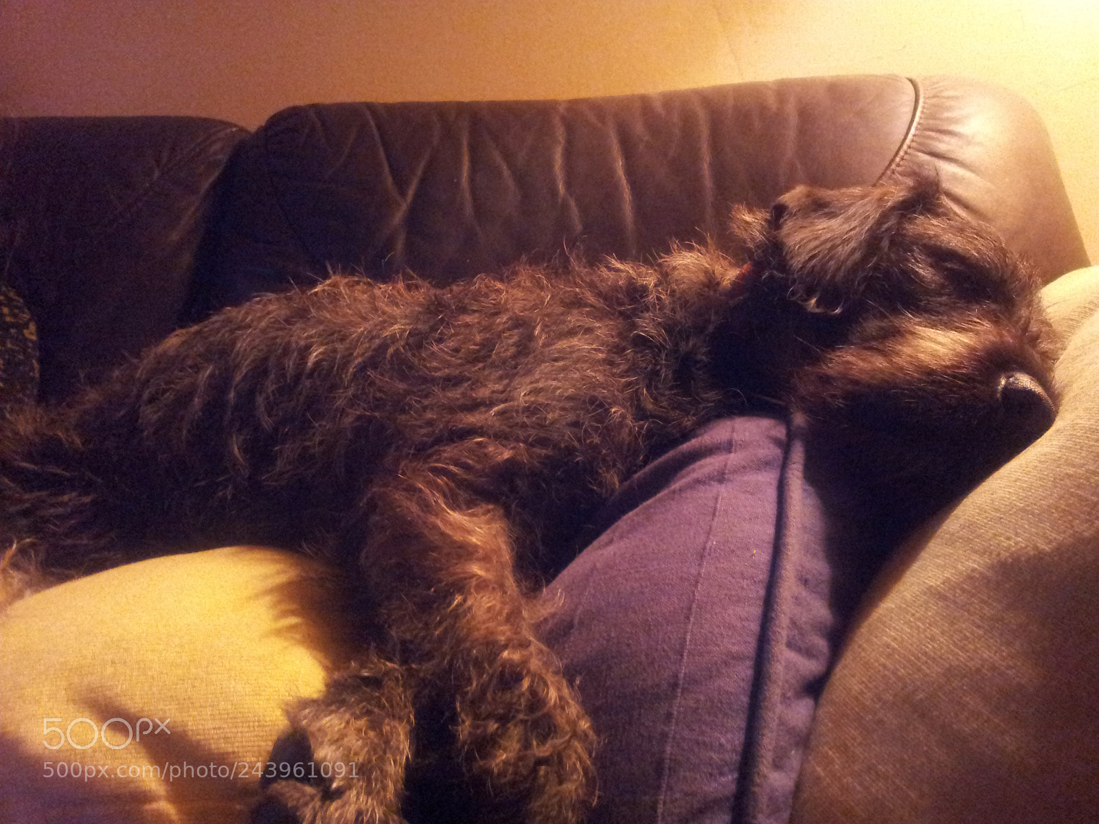 Samsung Galaxy S2 sample photo. Sleeping dog photography