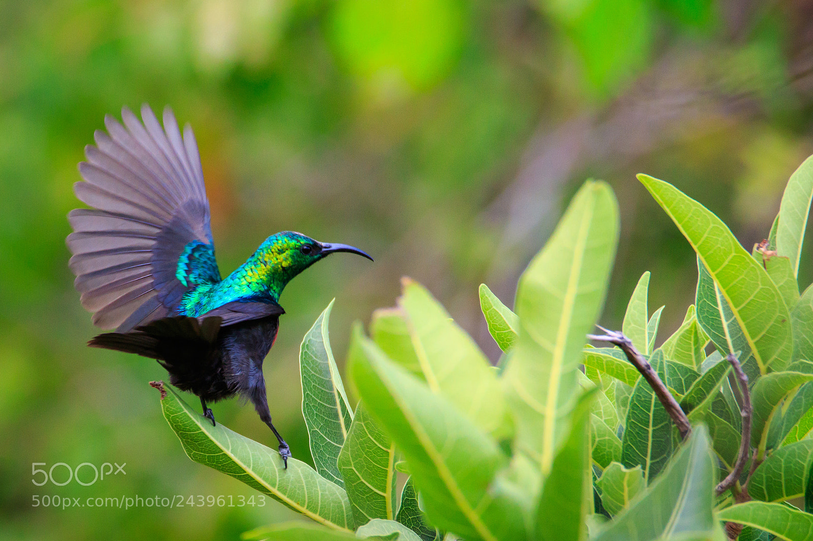 Canon EOS 7D Mark II sample photo. Tanzania - serengeti photography