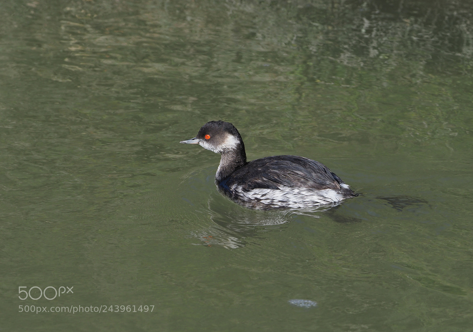Olympus OM-D E-M1 Mark II sample photo. Black necked grebe photography
