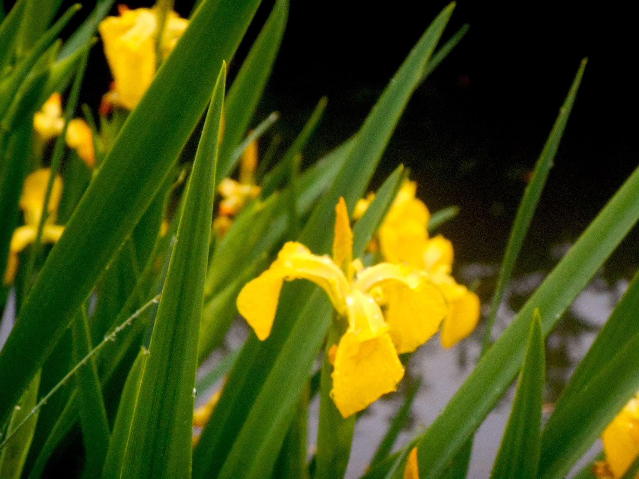 Nikon COOLPIX S3400 sample photo. Irises in rain photography