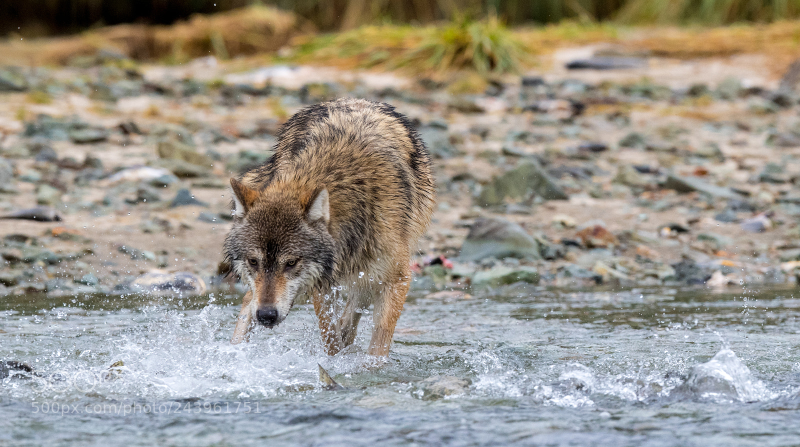 Nikon D5 sample photo. Rolf strand photography