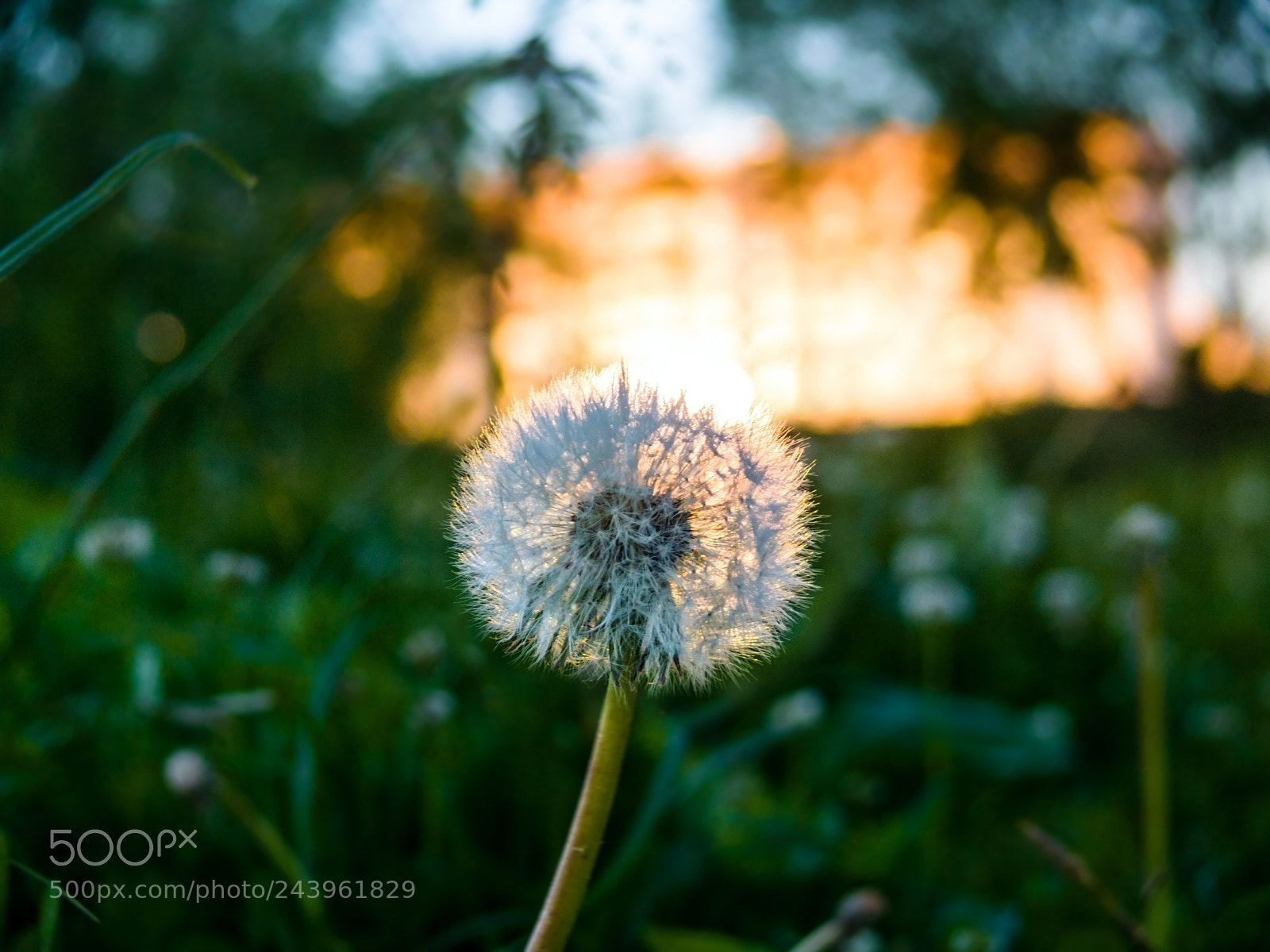Panasonic DMC-FZ50 sample photo. Dandelion in the sun photography